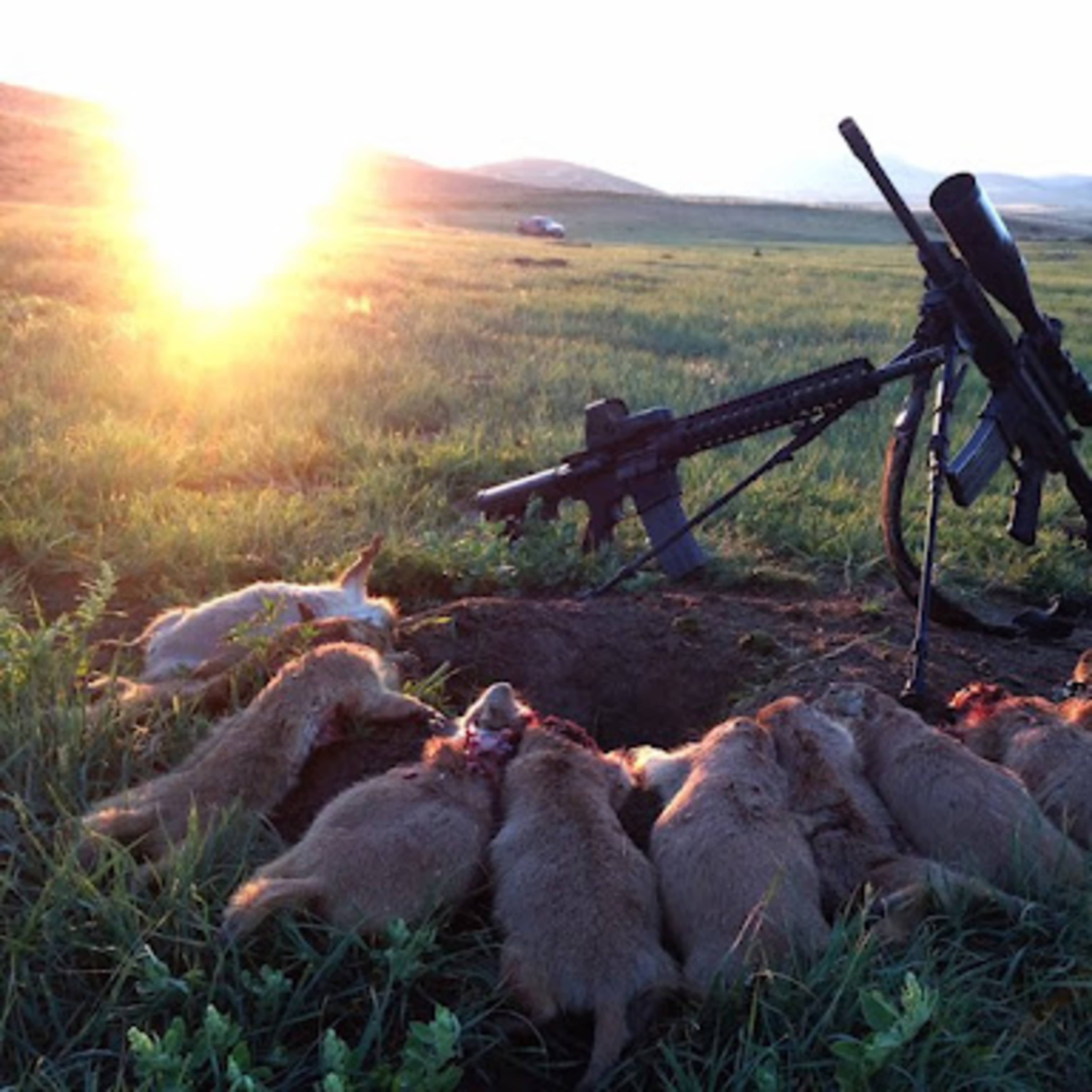 Whoopup Canyon - Varmint
