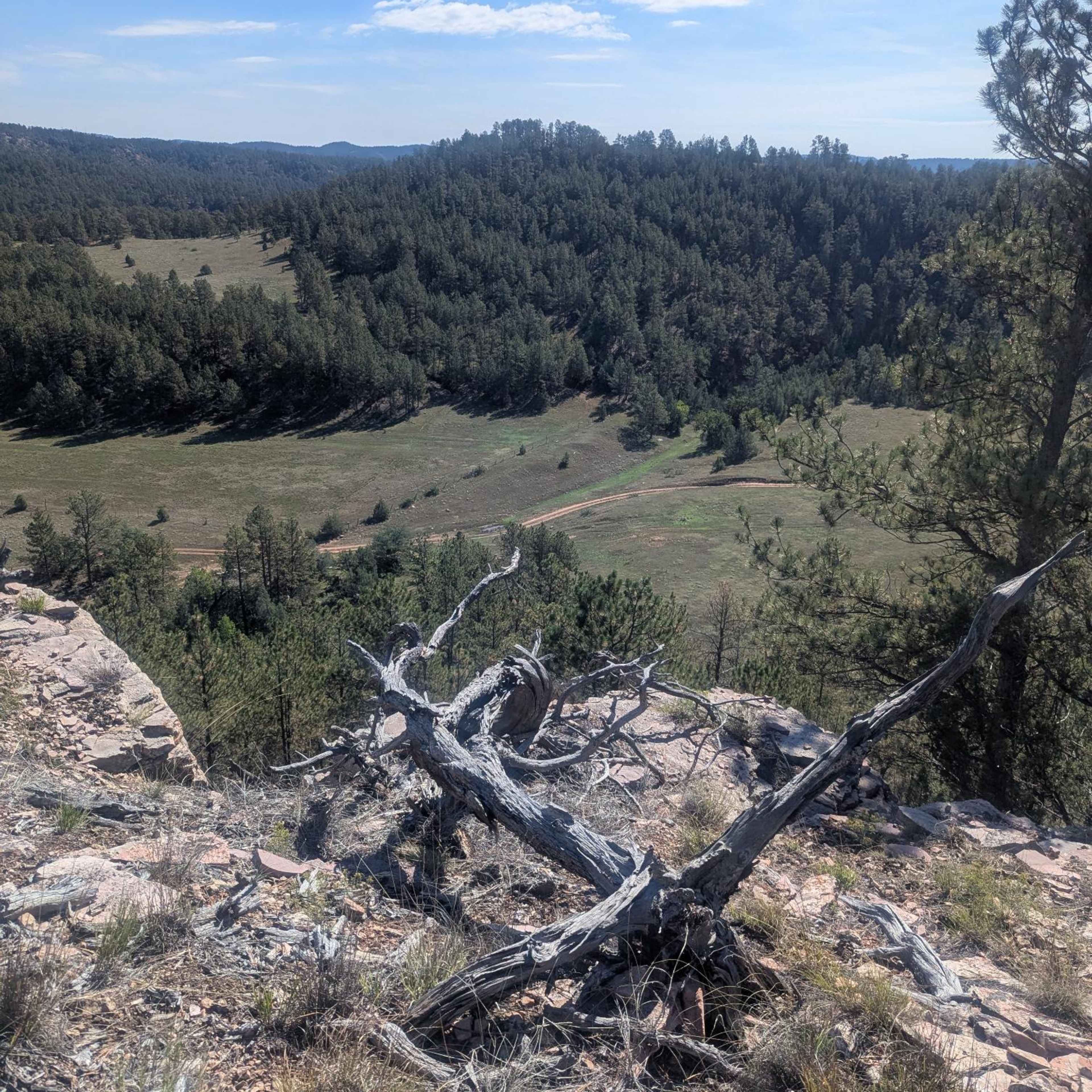 Cottonwood Springs - Elk (Bull/Cow)