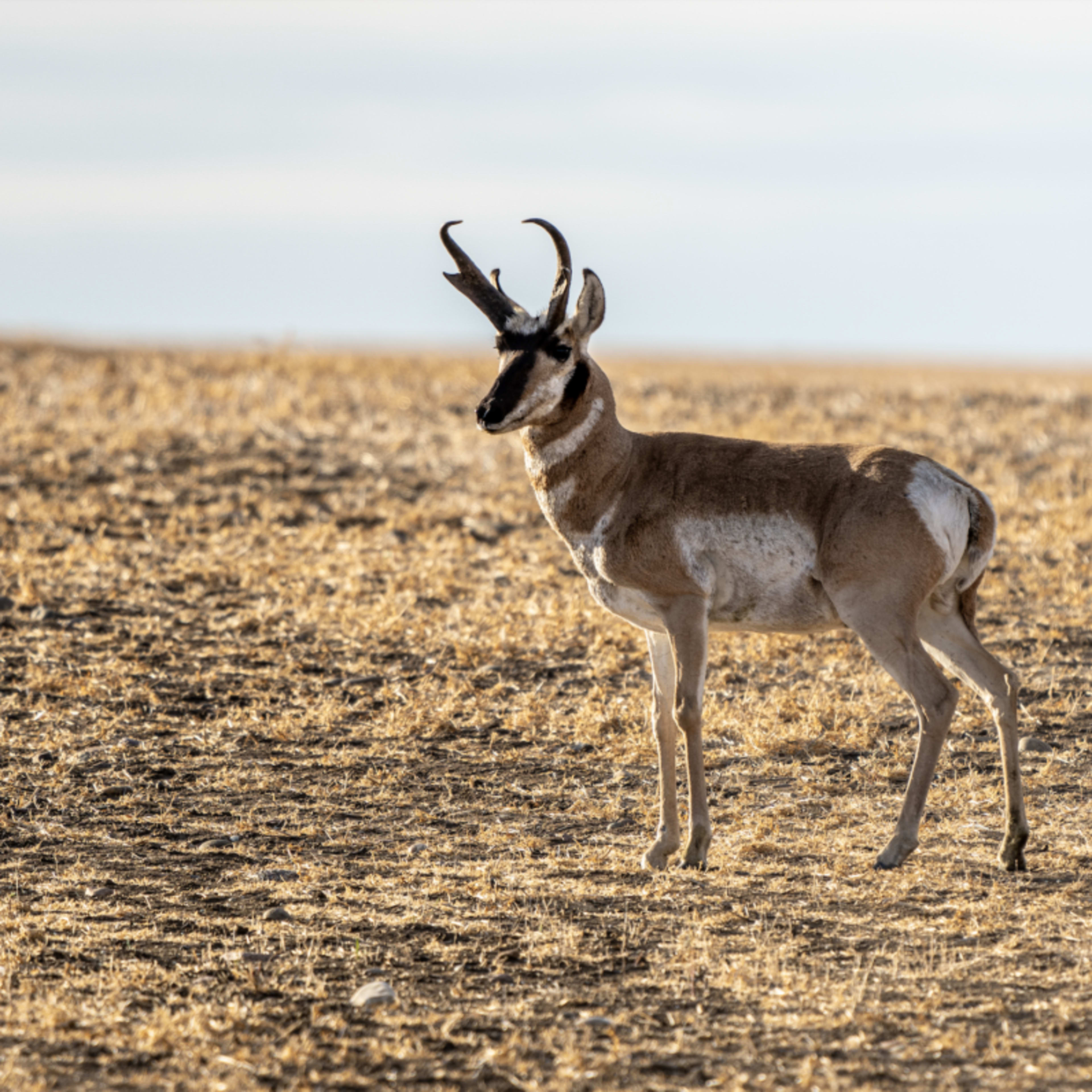 Bristol - Pronghorn 