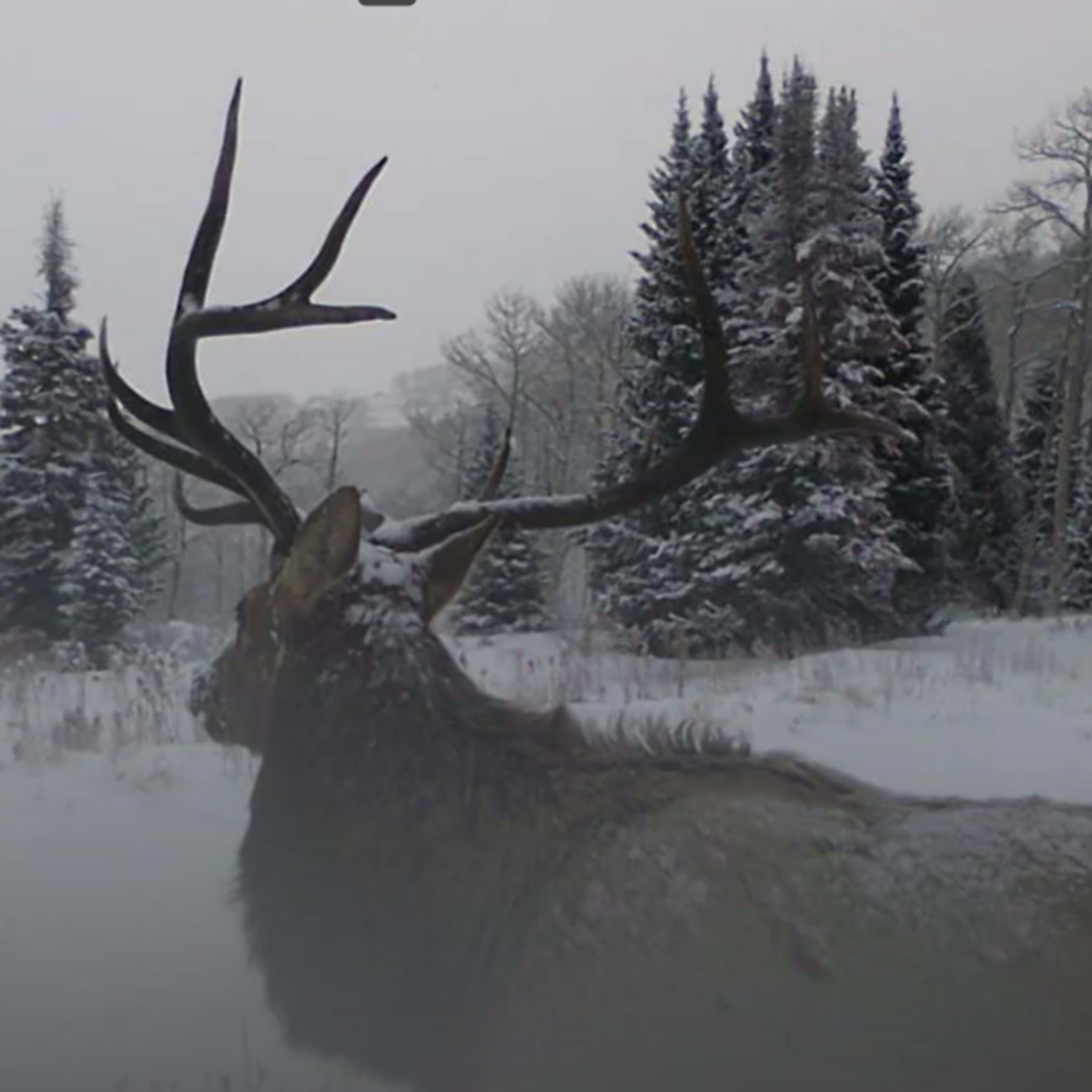Bull Creek - Rifle Elk