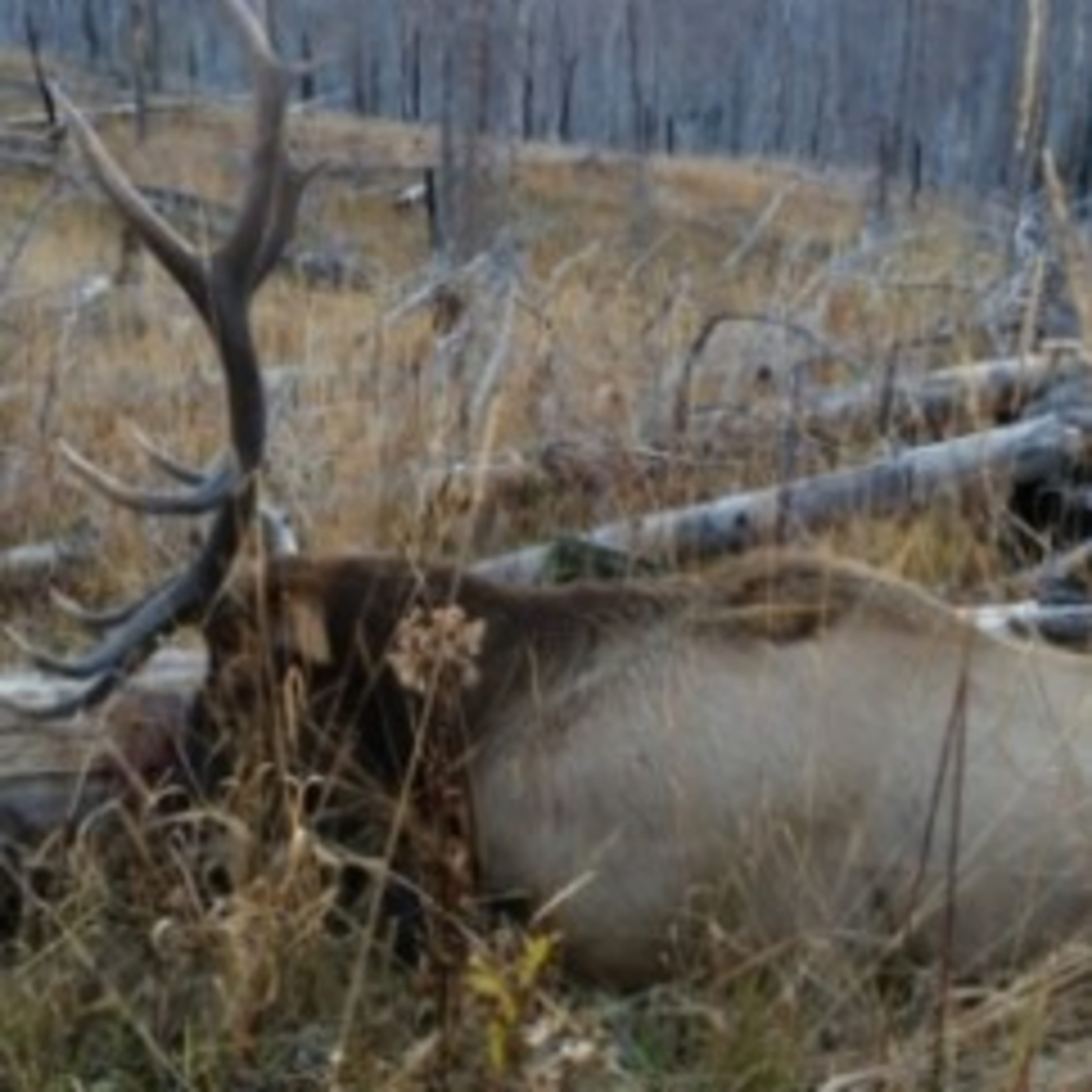 Old Baldy - Elk + Lodging