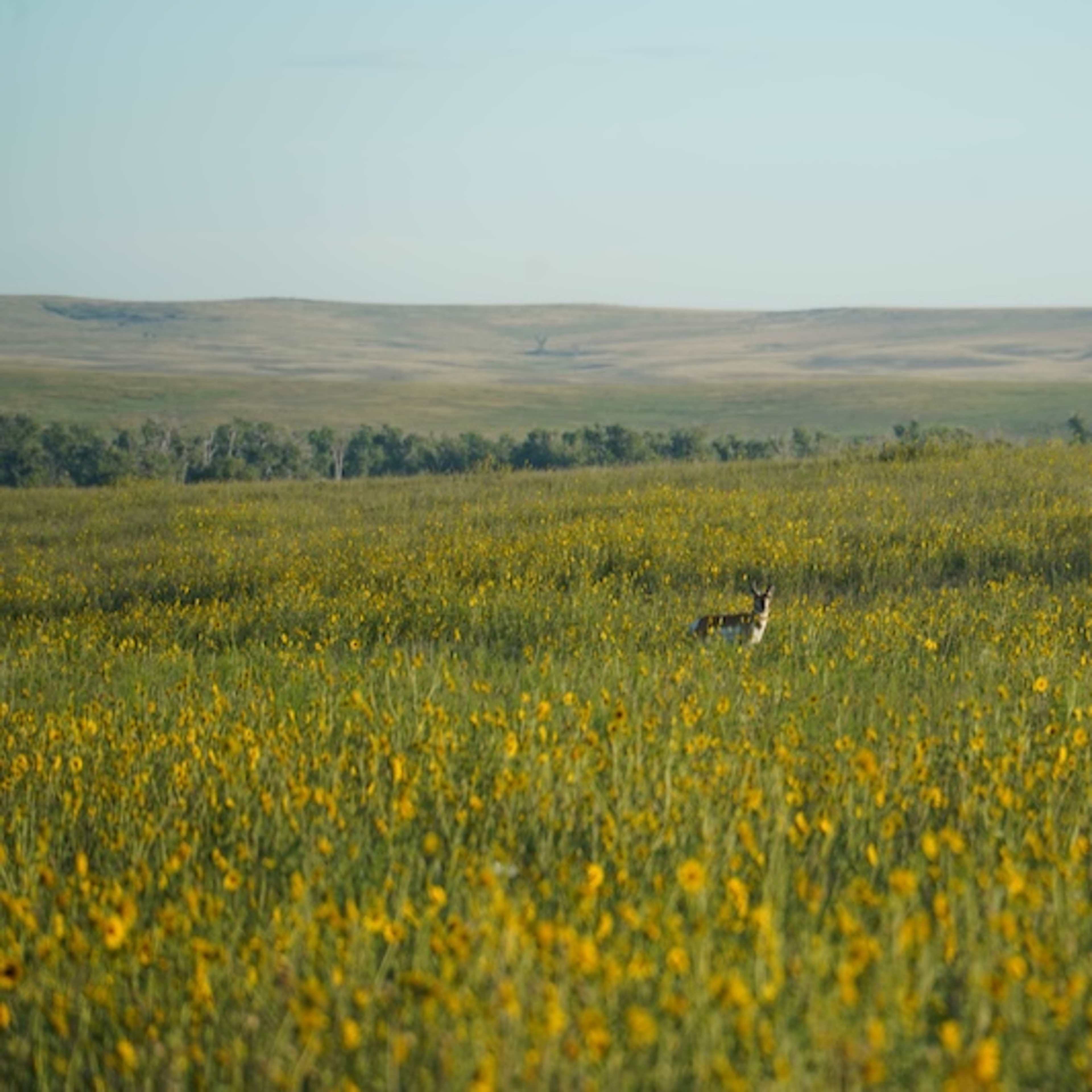 Andrus Draw Antlers - Pronghorn