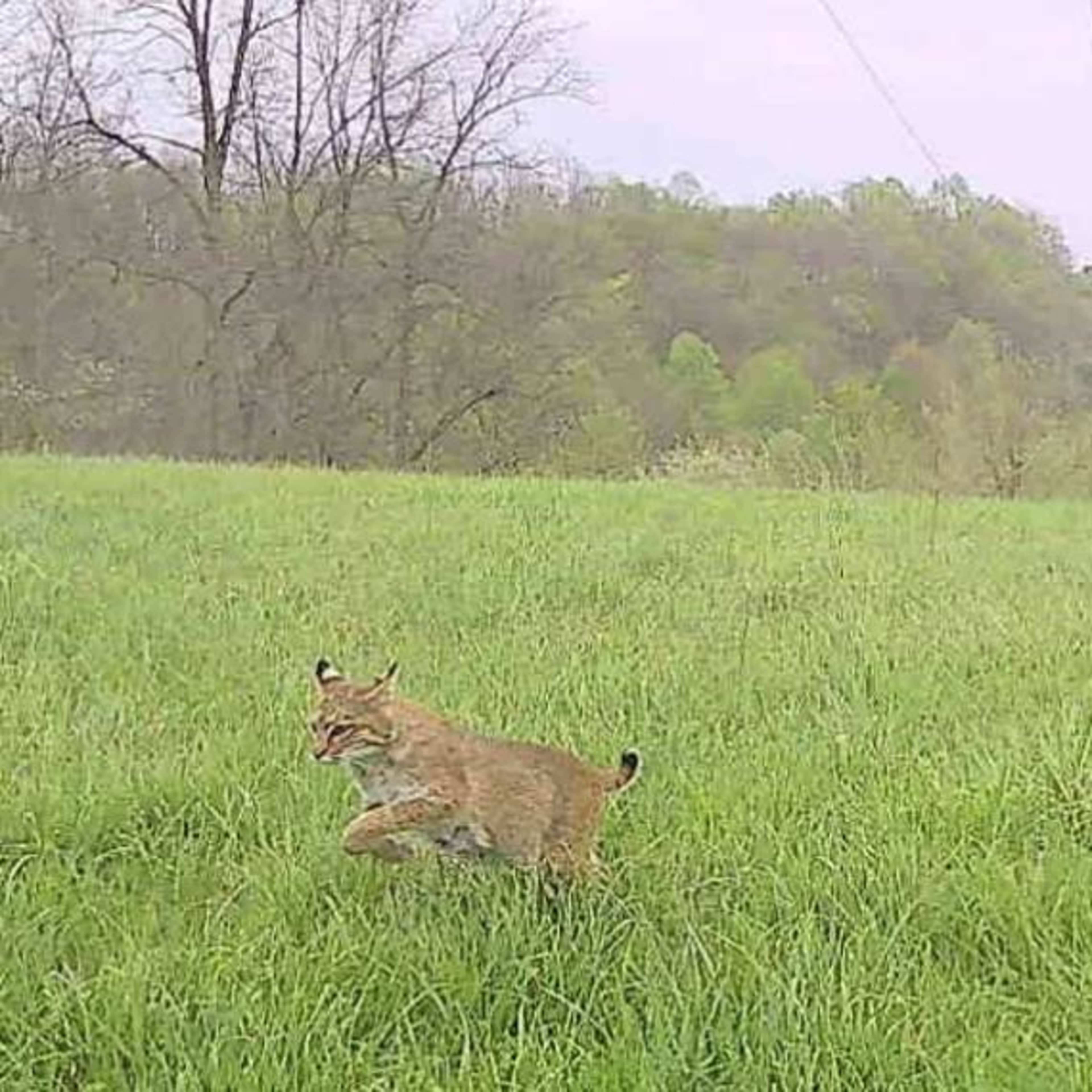 Old Glory Hunting Preserve - Predator (Bobcat & Coyote)