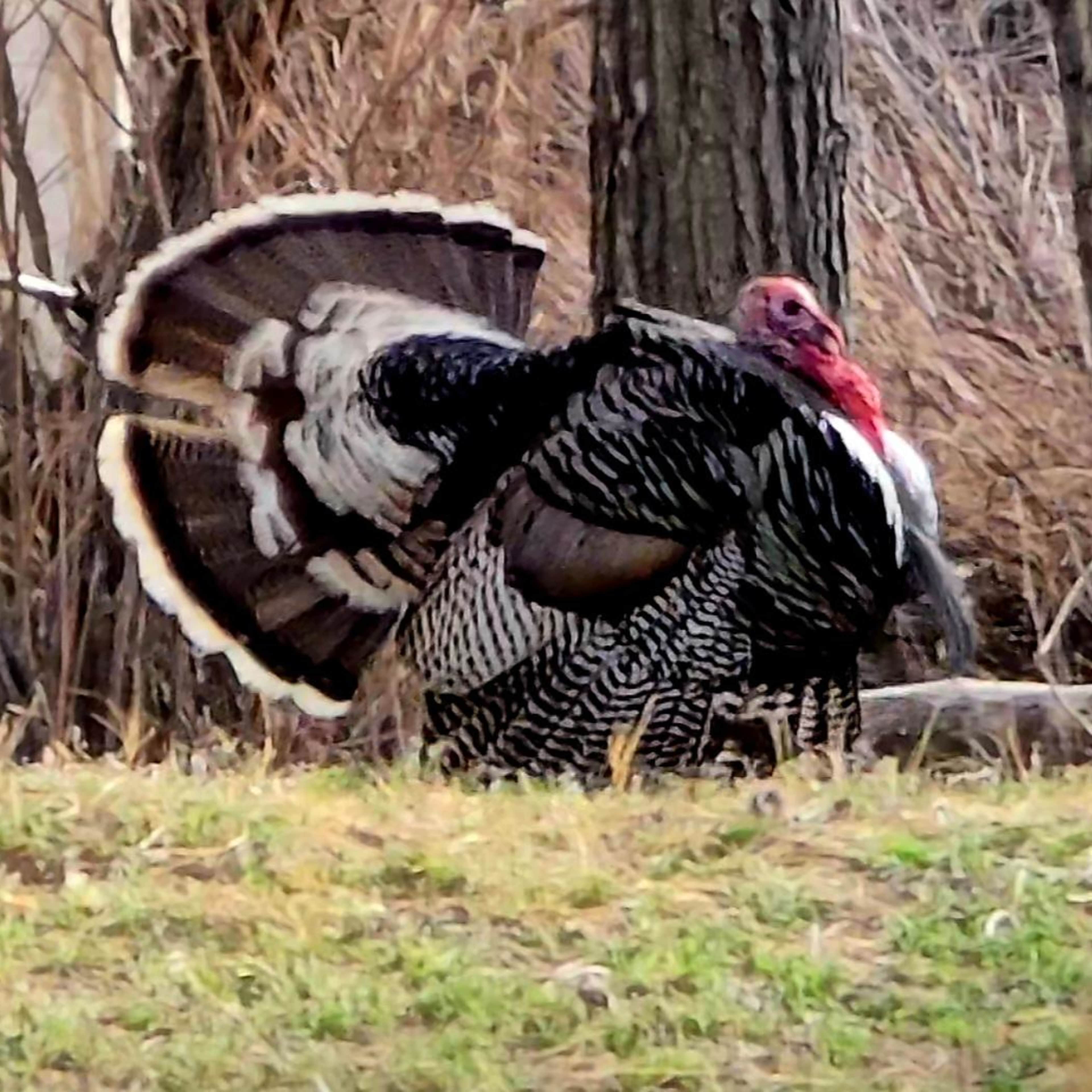 Triple Threat - Turkey