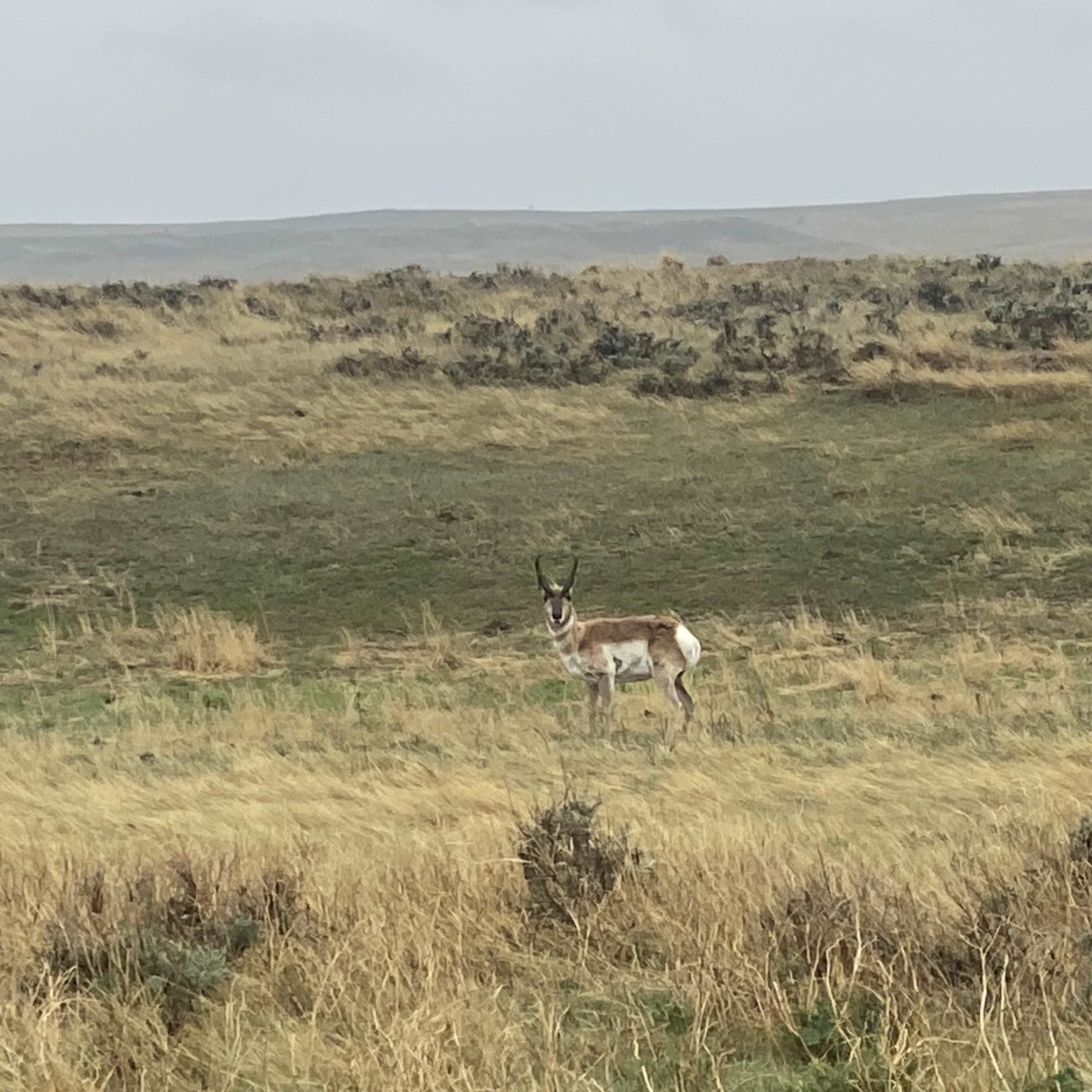Oil Creek - Pronghorn