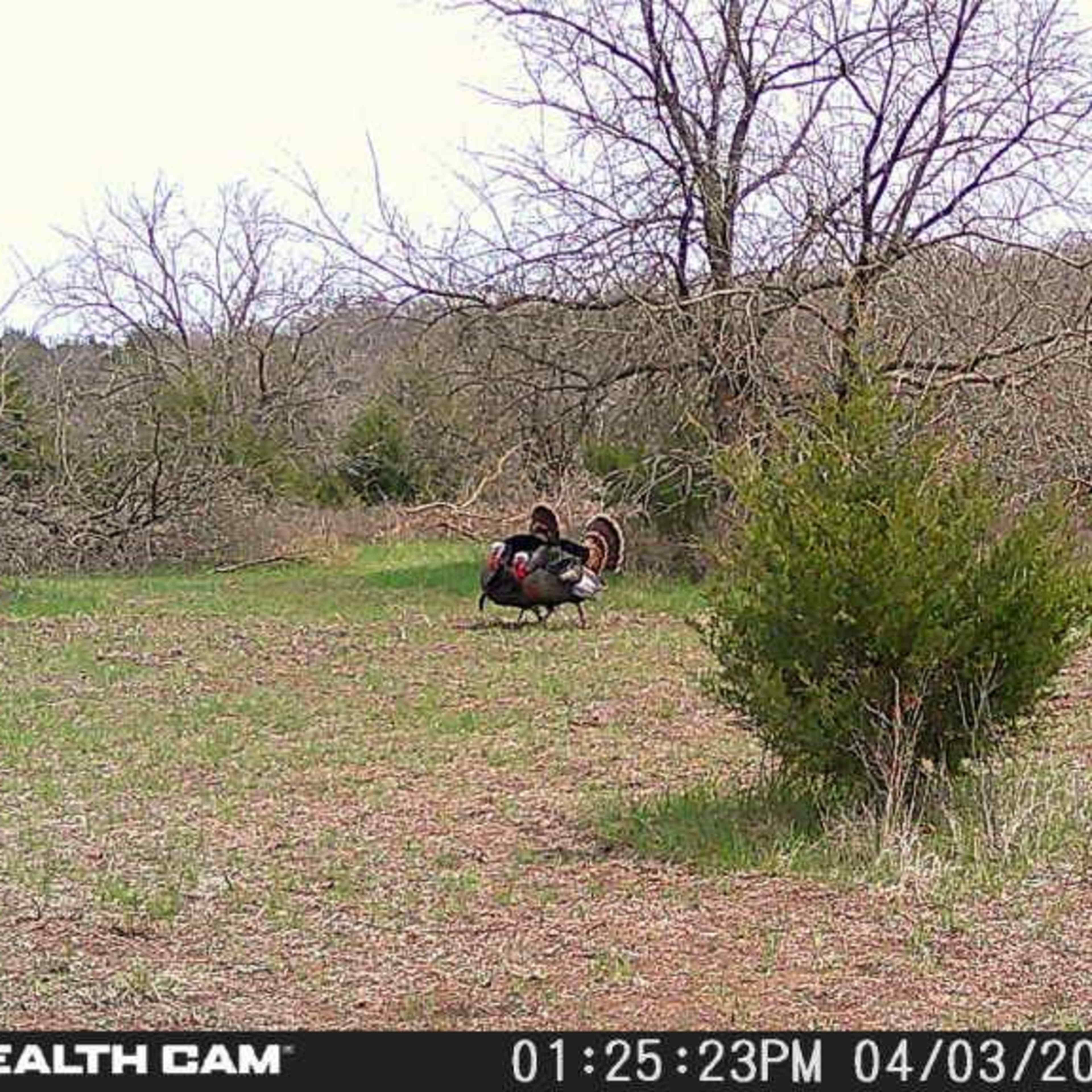 Harmony Hideaway - DIY Turkey