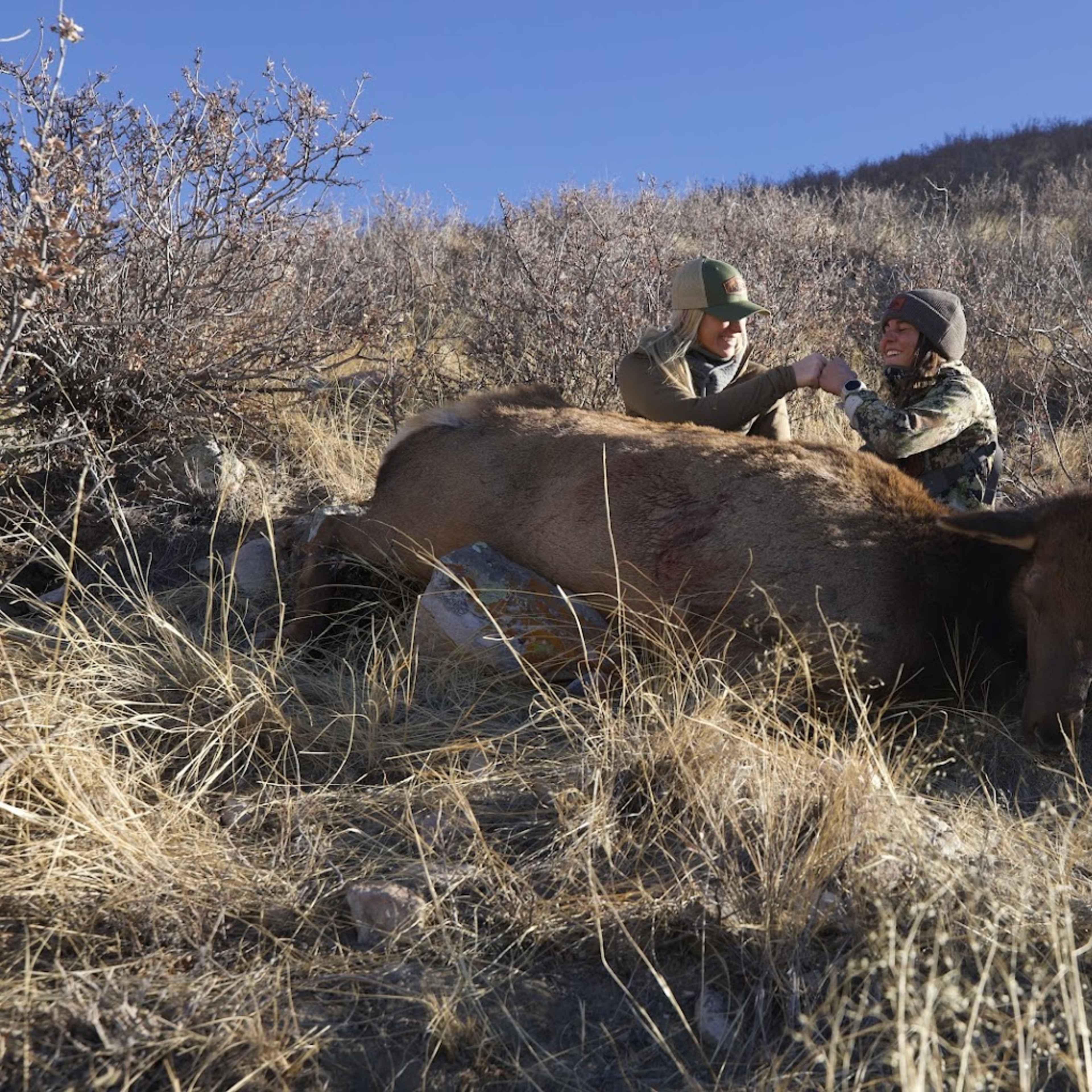 Red Nose - Cow Elk