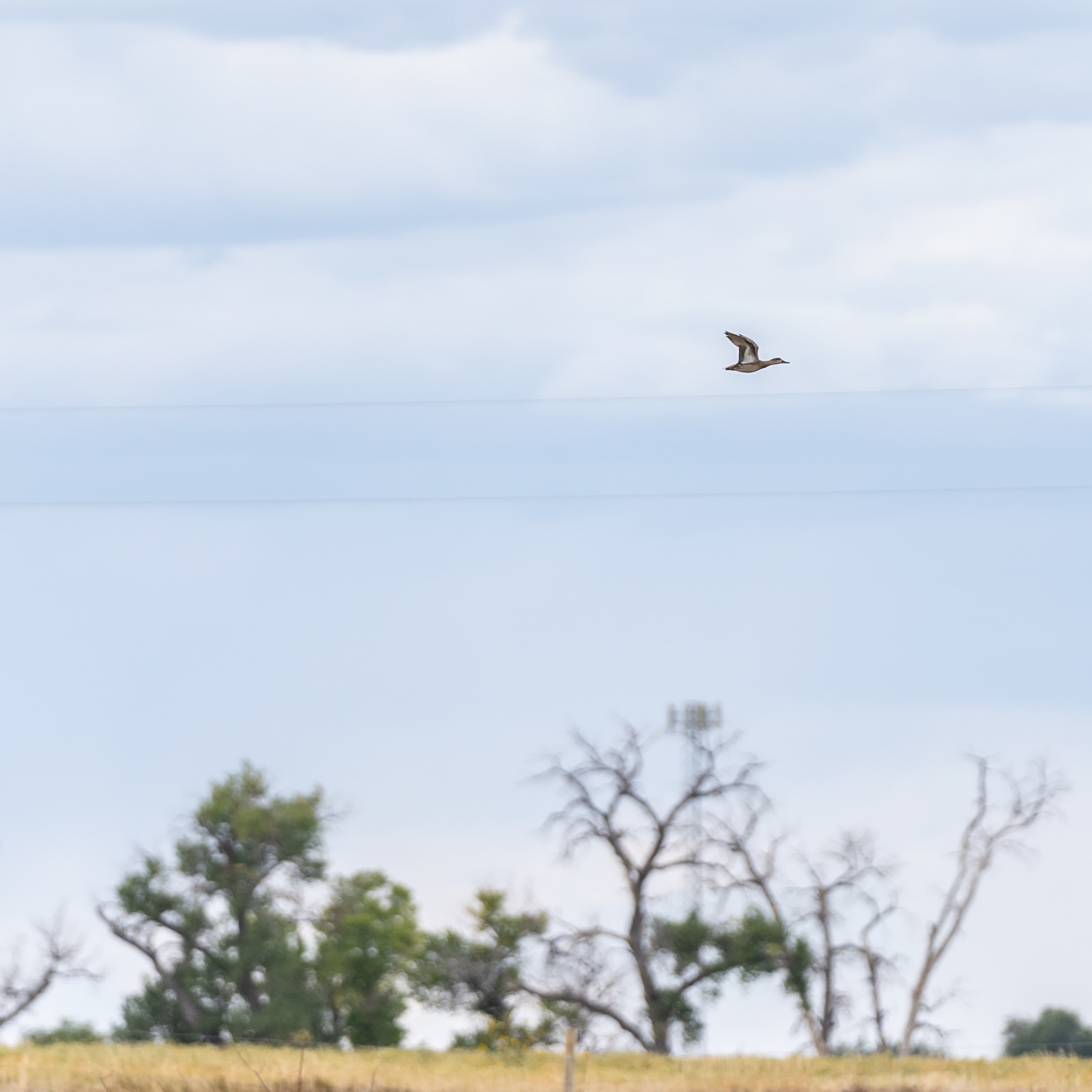 Horse Pasture Duck Haven