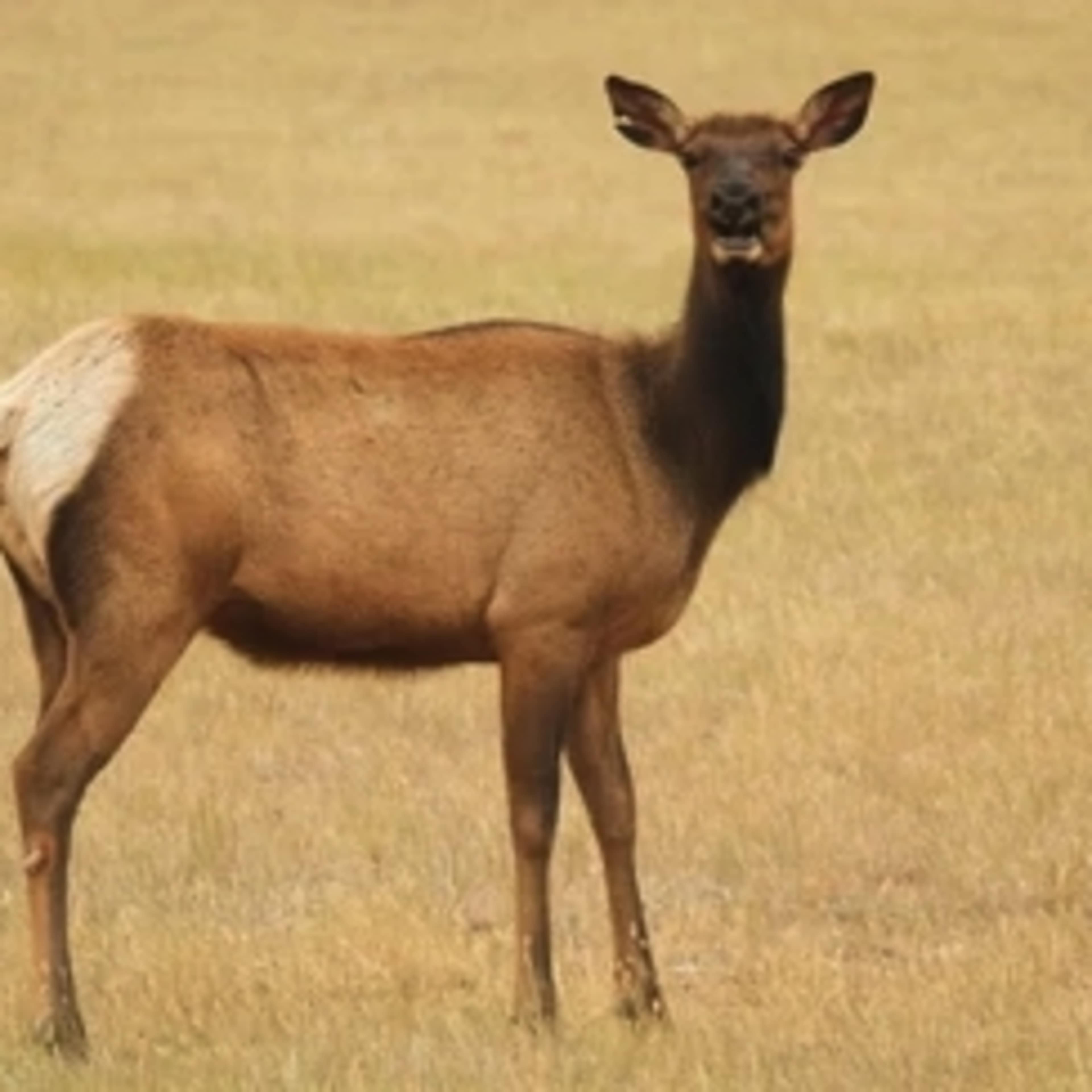 Walsh Ranch - Cow Elk