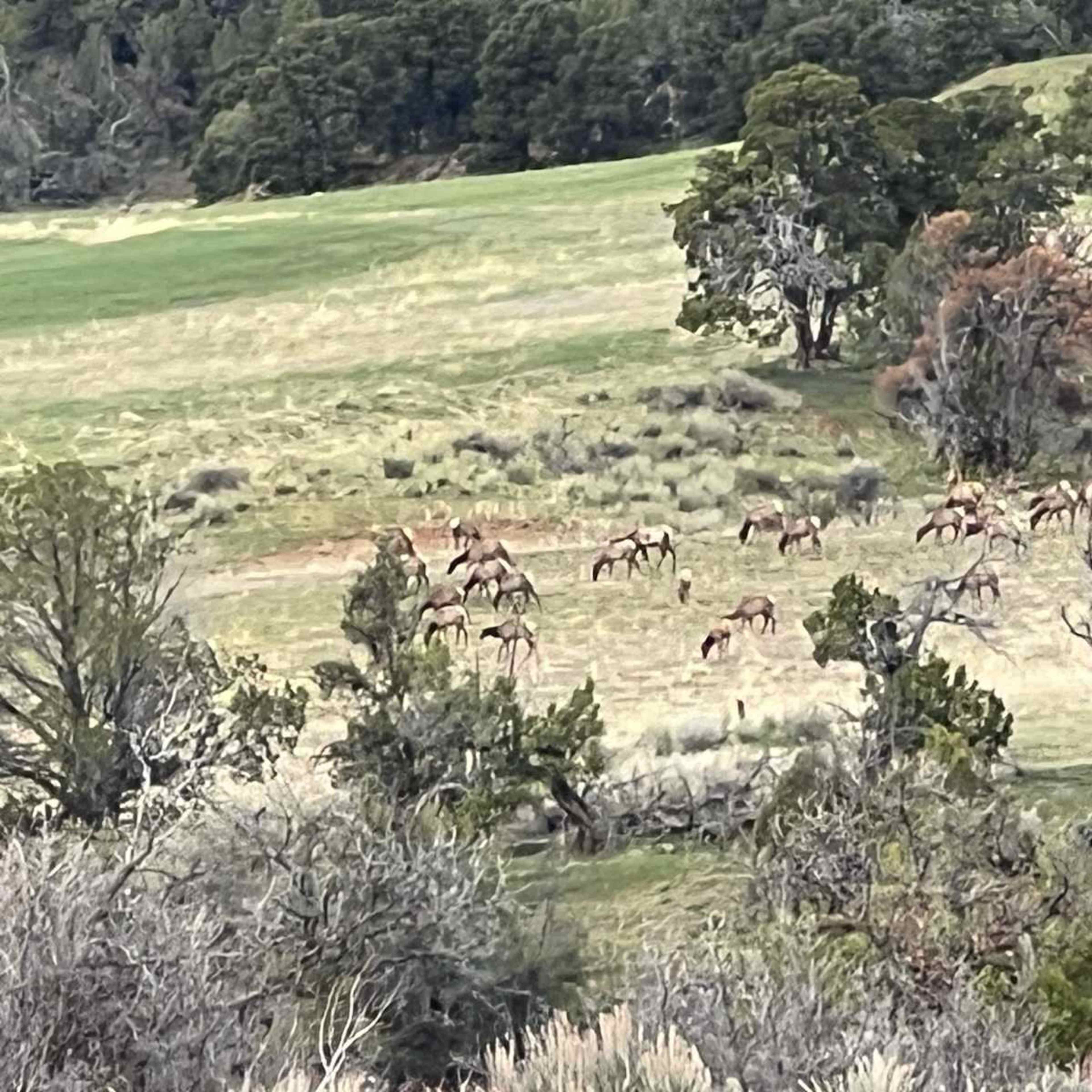 North Camp - Elk