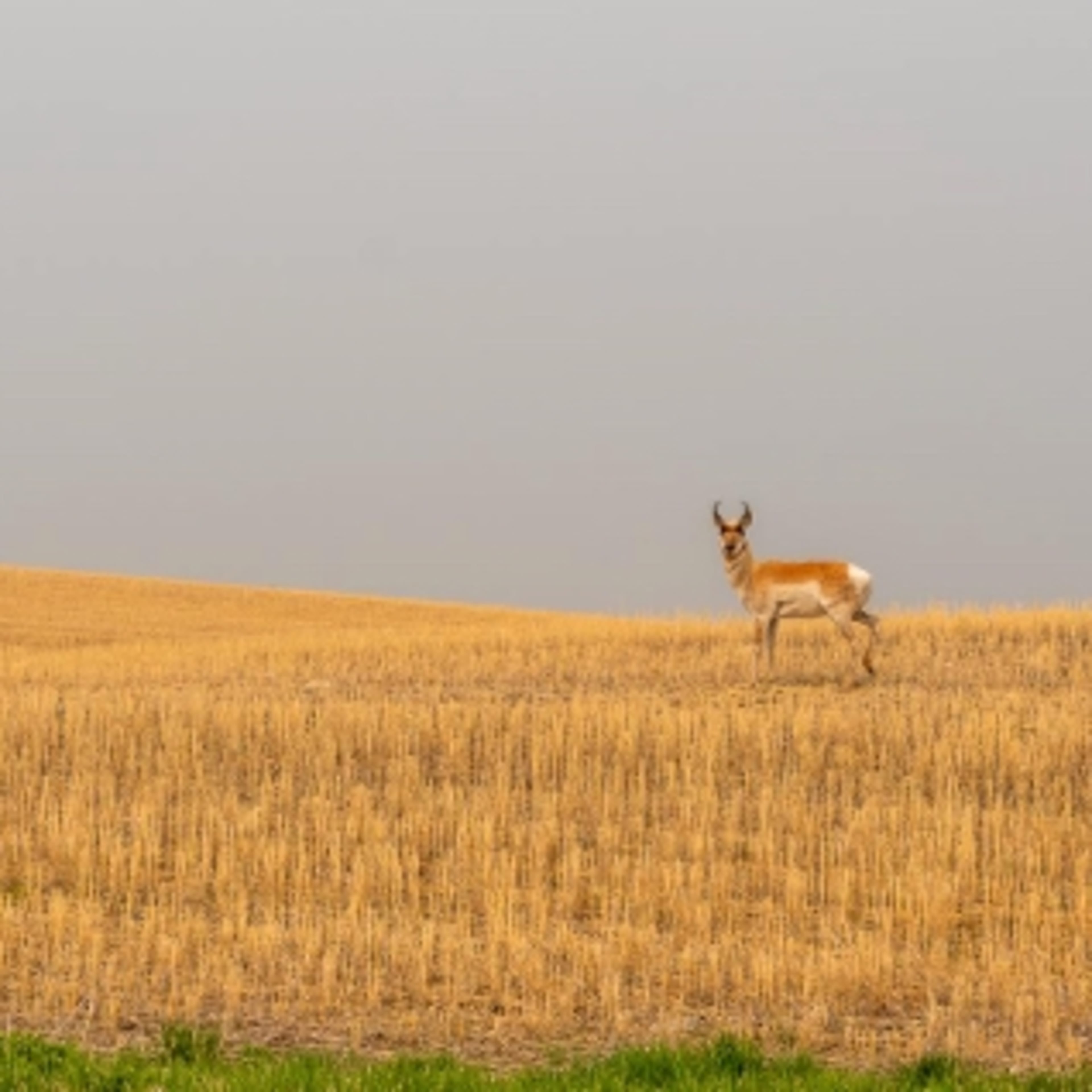 Cheyenne Wells Pronghorn Lands- 3-Day Doe Antelope Hunt