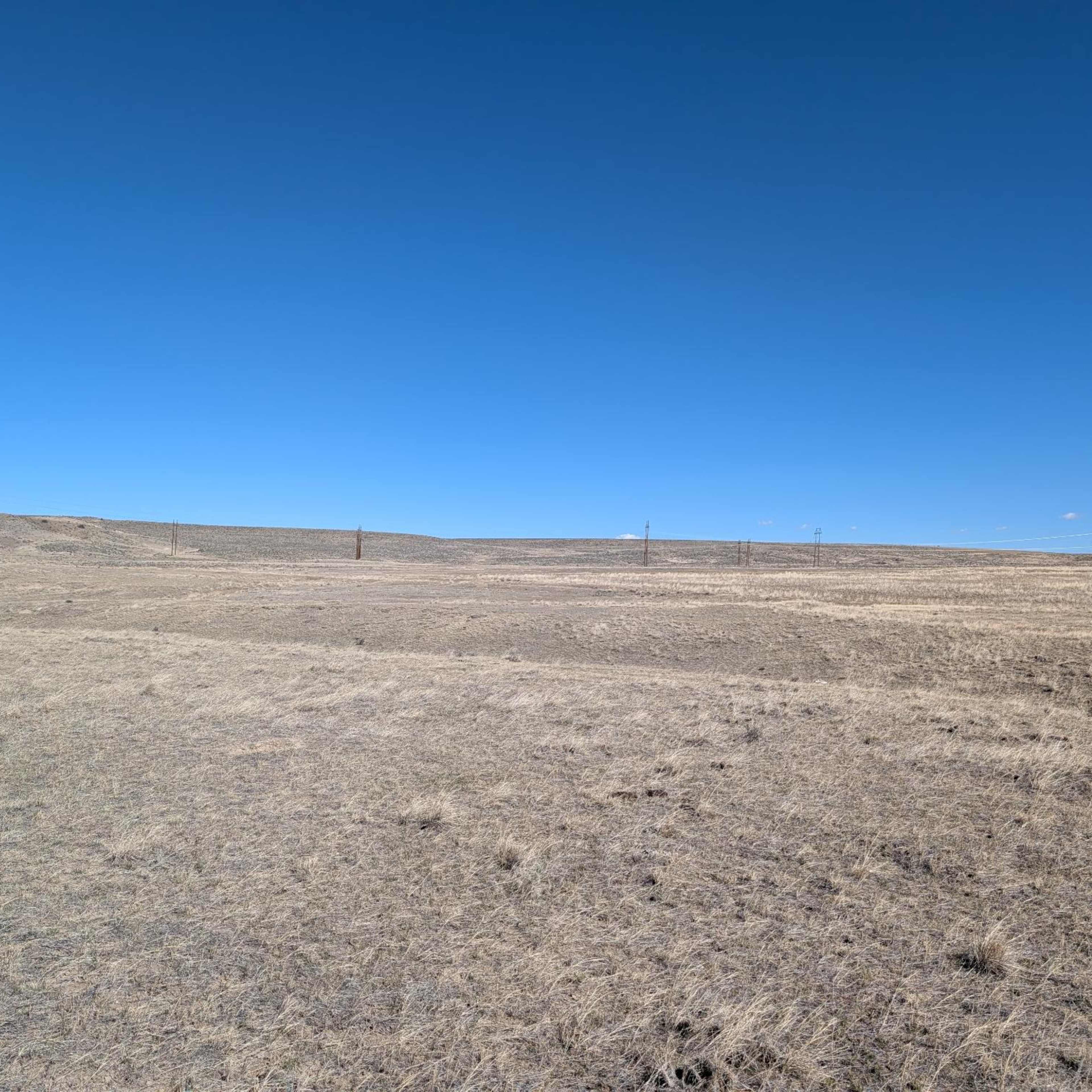 La Bonte Creek - Pronghorn Doe