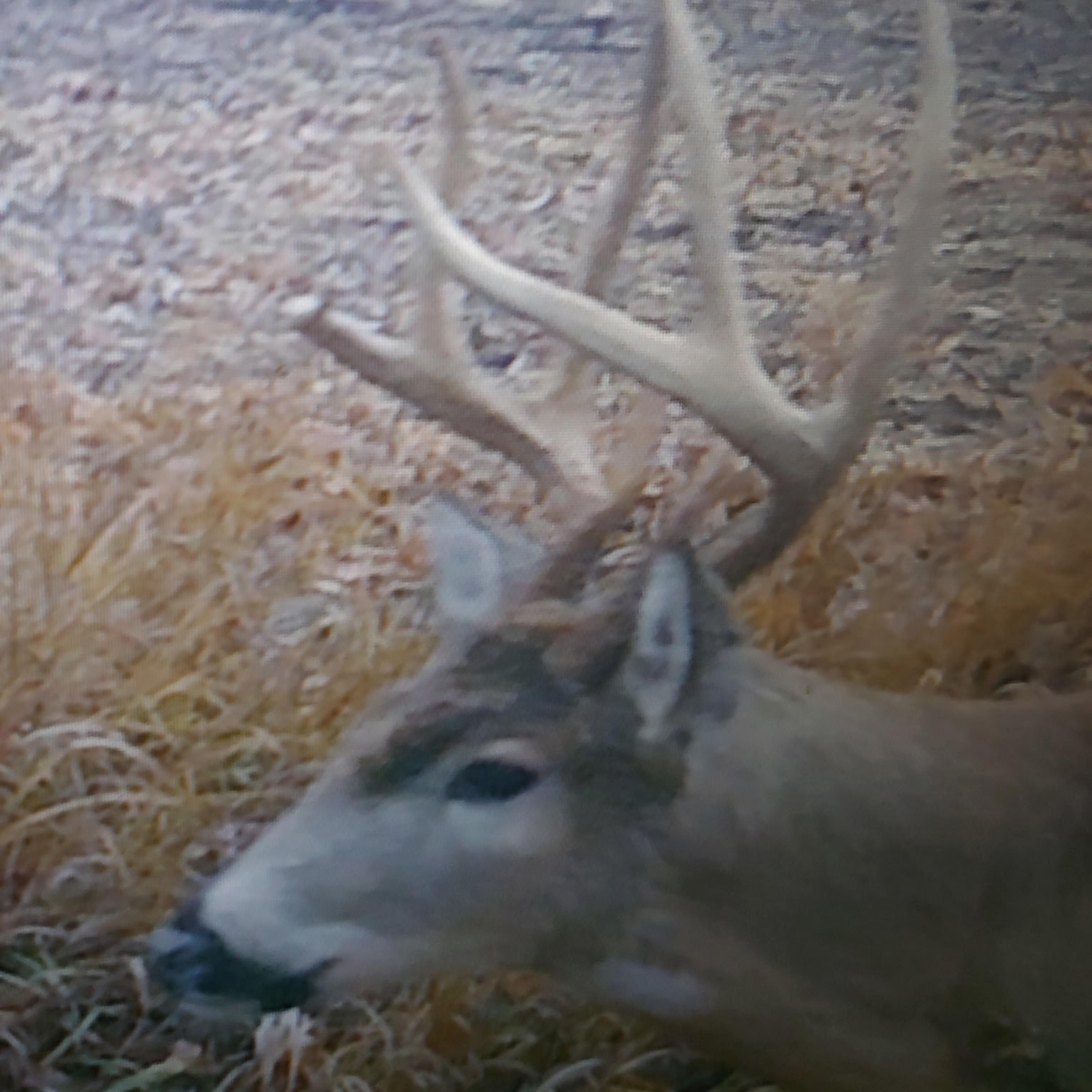Hickman Lake - Whitetail