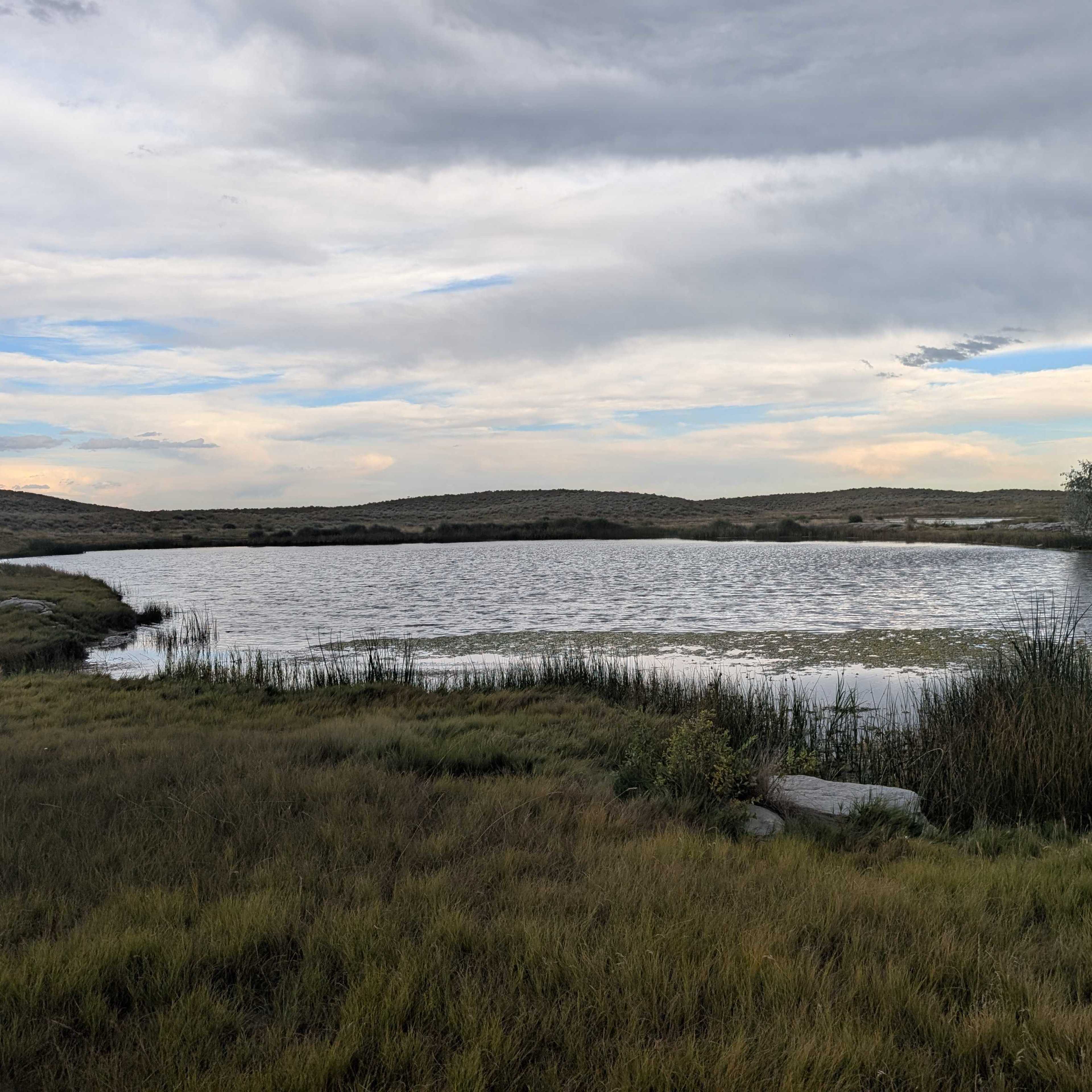 Prairie Pond - Waterfowl