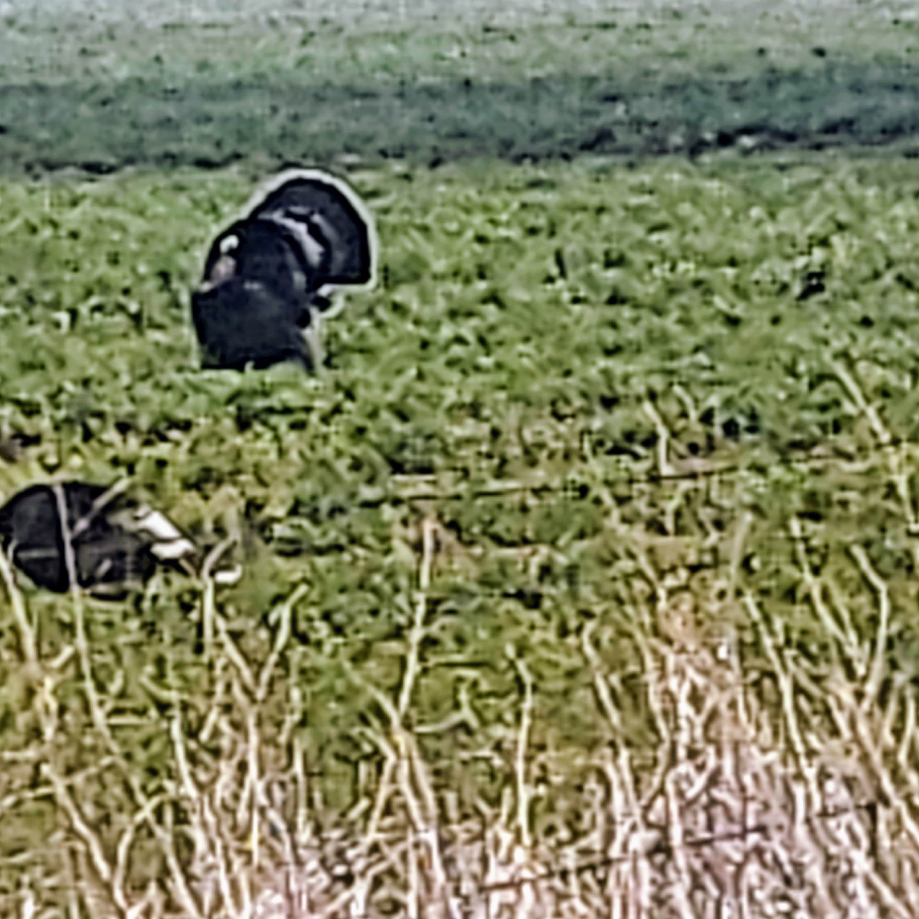 Spotted Tail Farm - Turkey