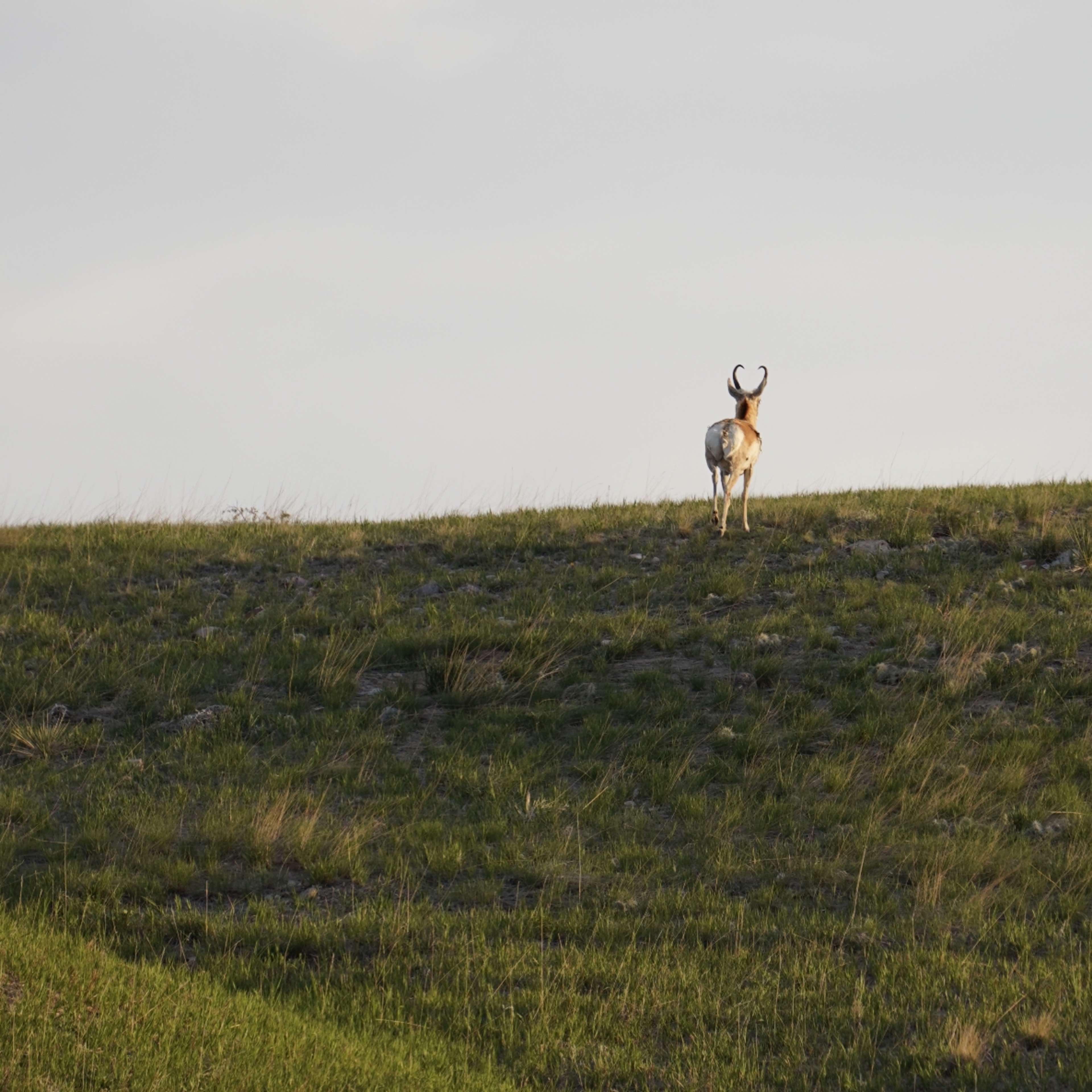 South Fork Bear - Pronghorn Doe