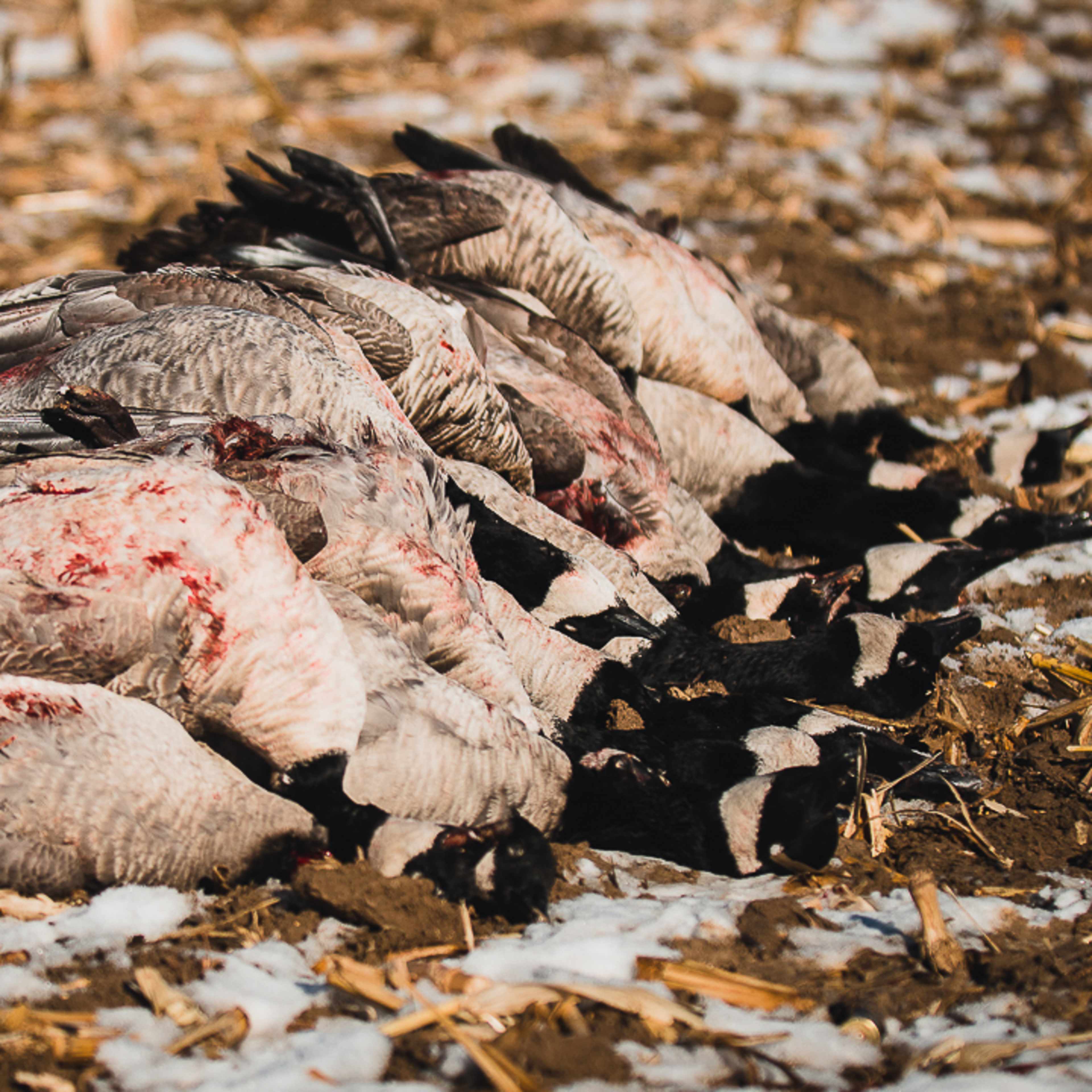 Buckeye Birds #1 - Waterfowl