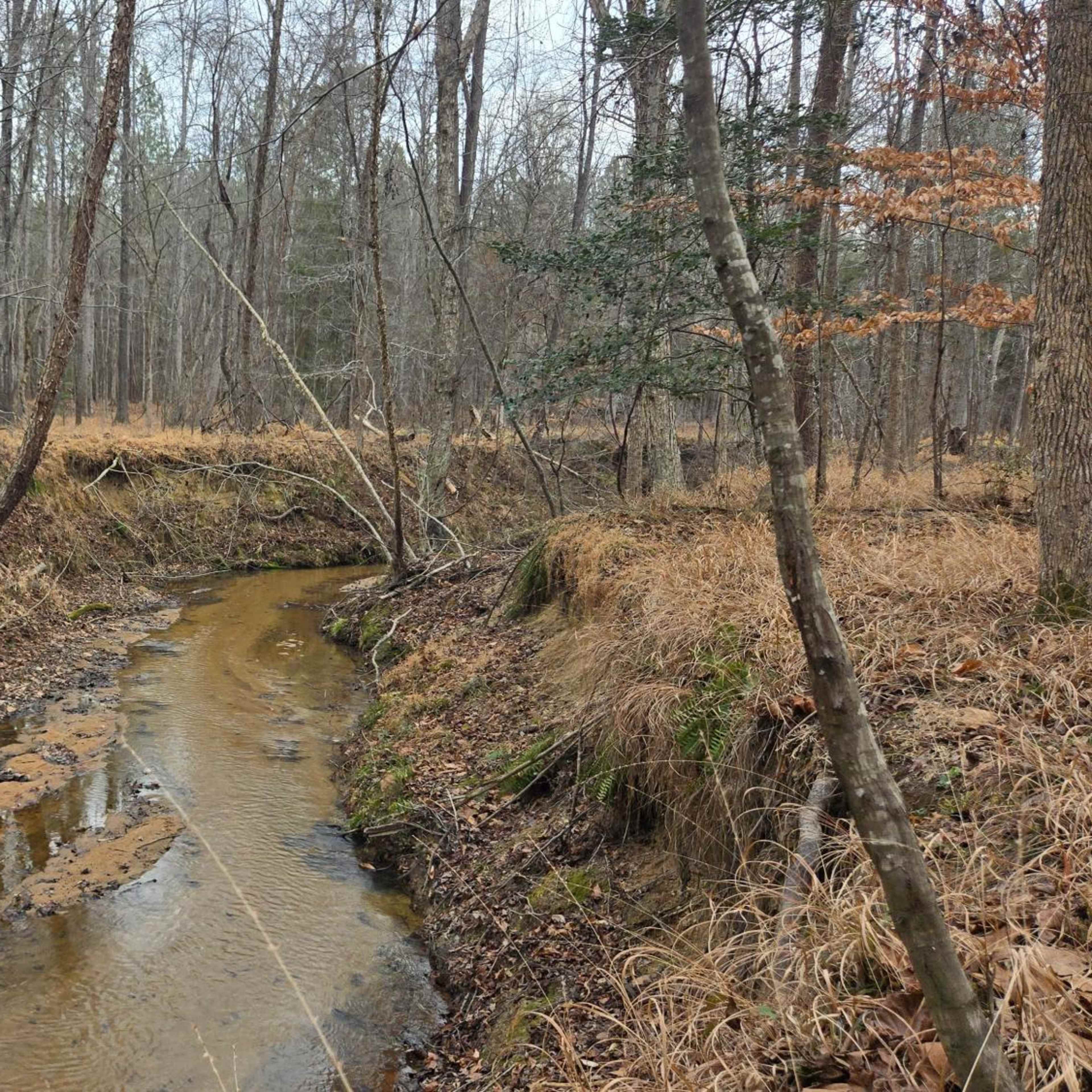 God's Country - Whitetail Buck