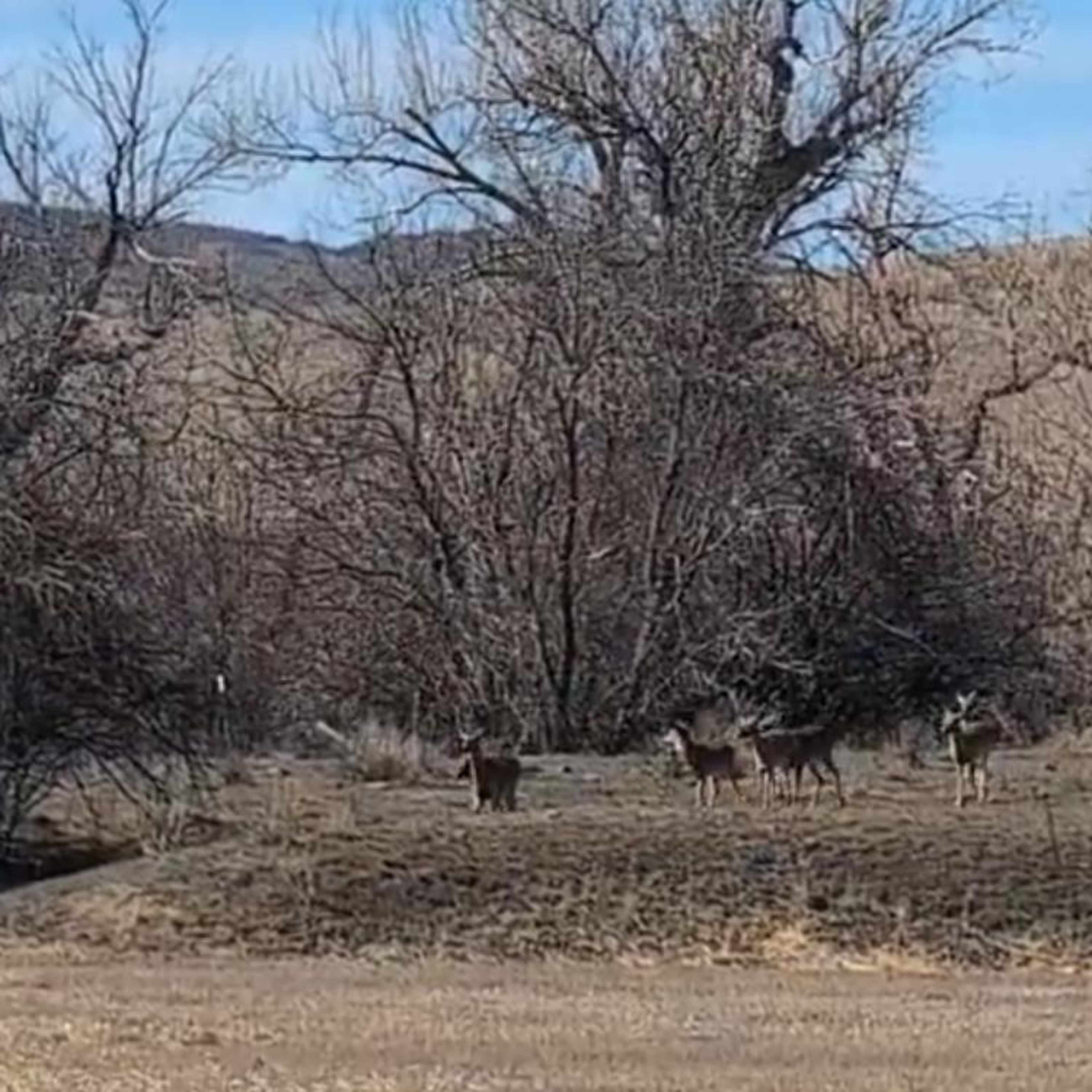 La Bonte Creek - Whitetail Doe