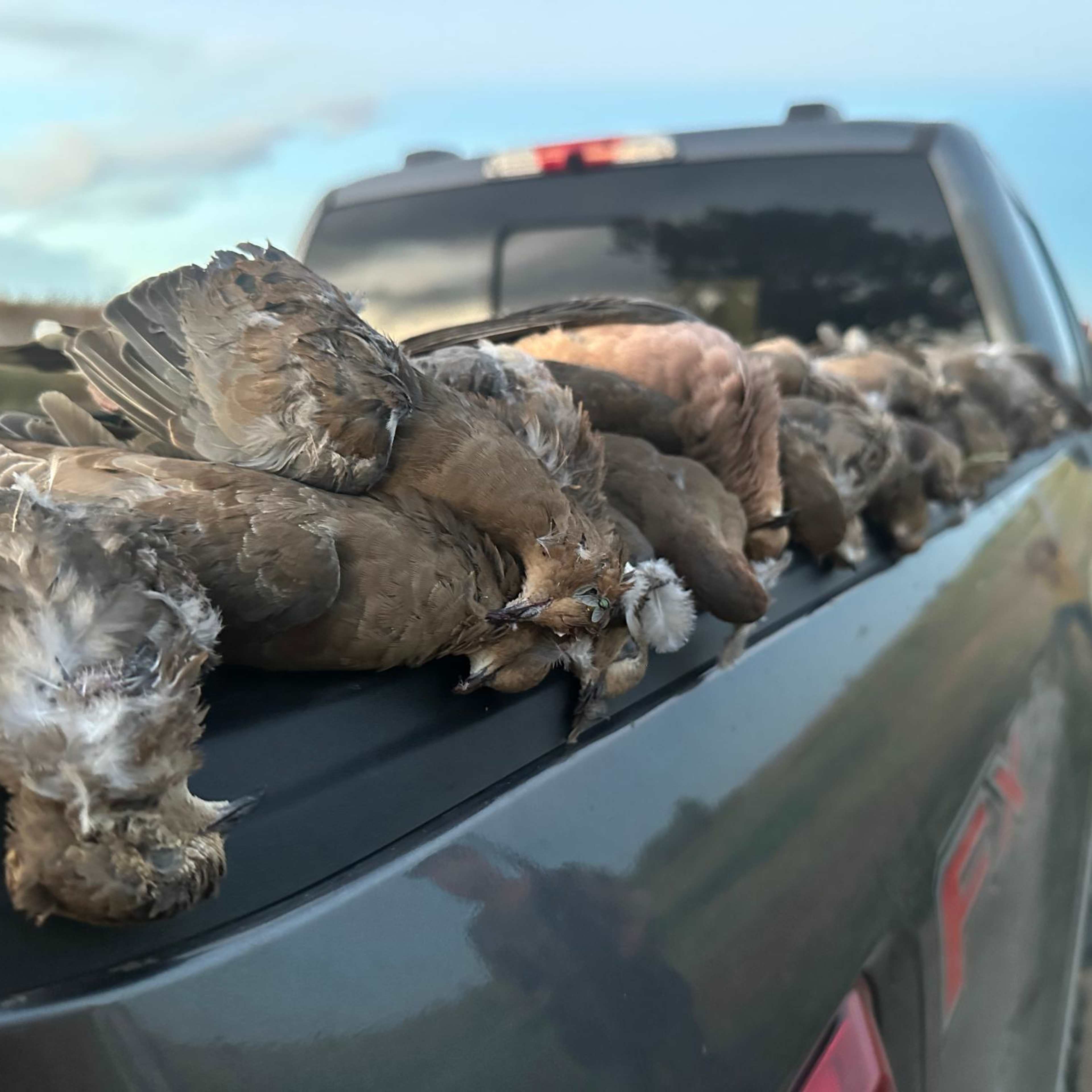 Rule Ranch #2 - Dove