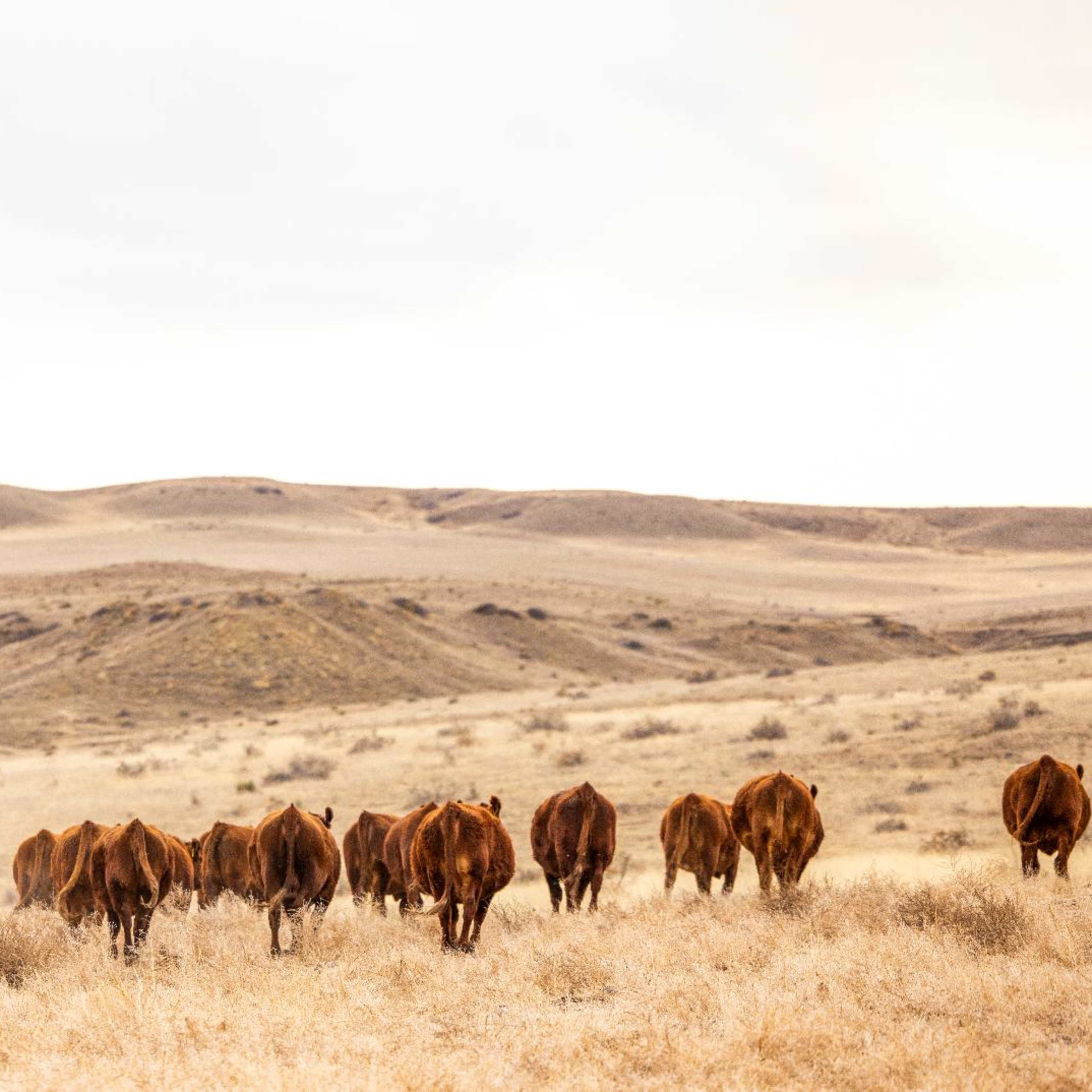 Walker Ranch East - Varmint