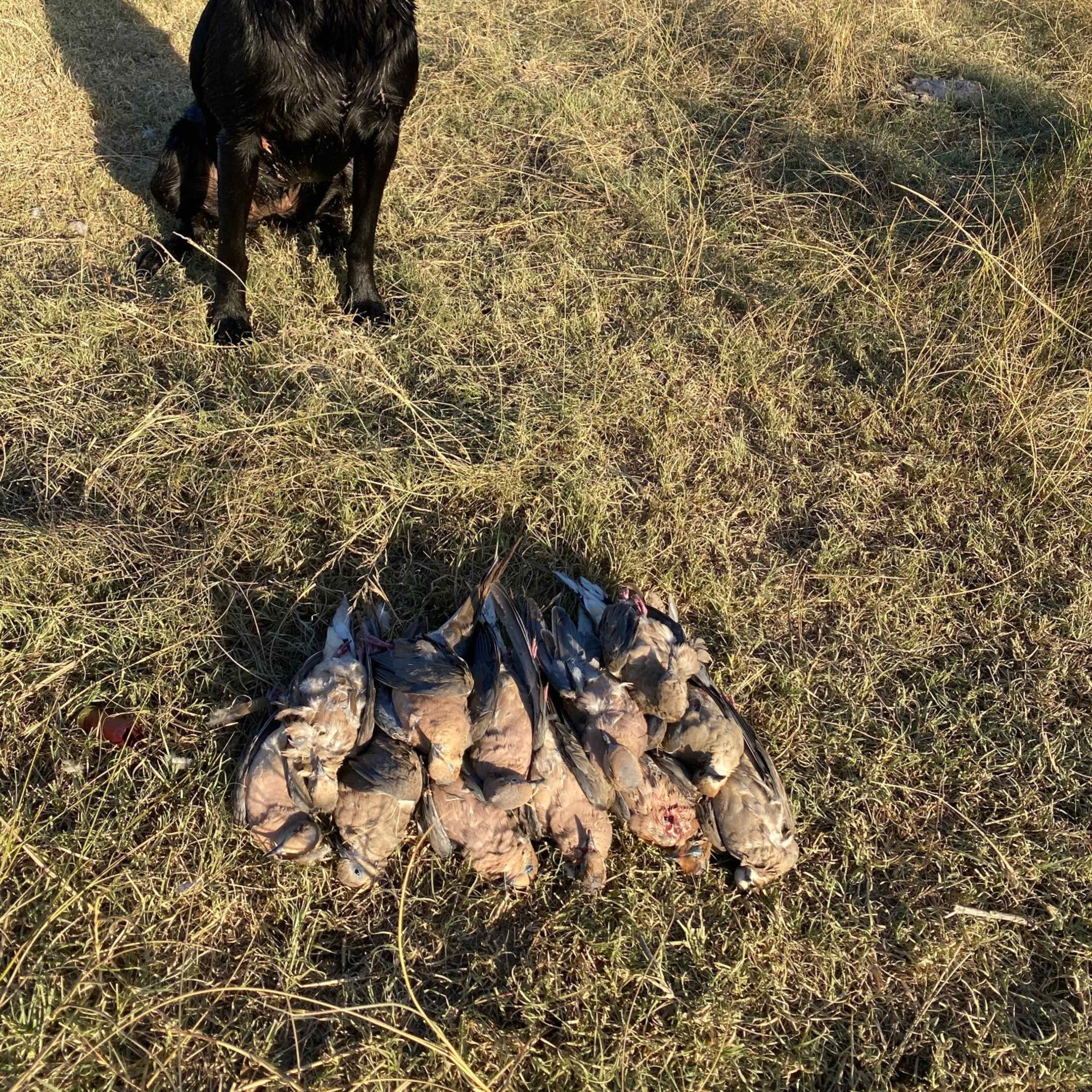 Limestone Creek - Dove