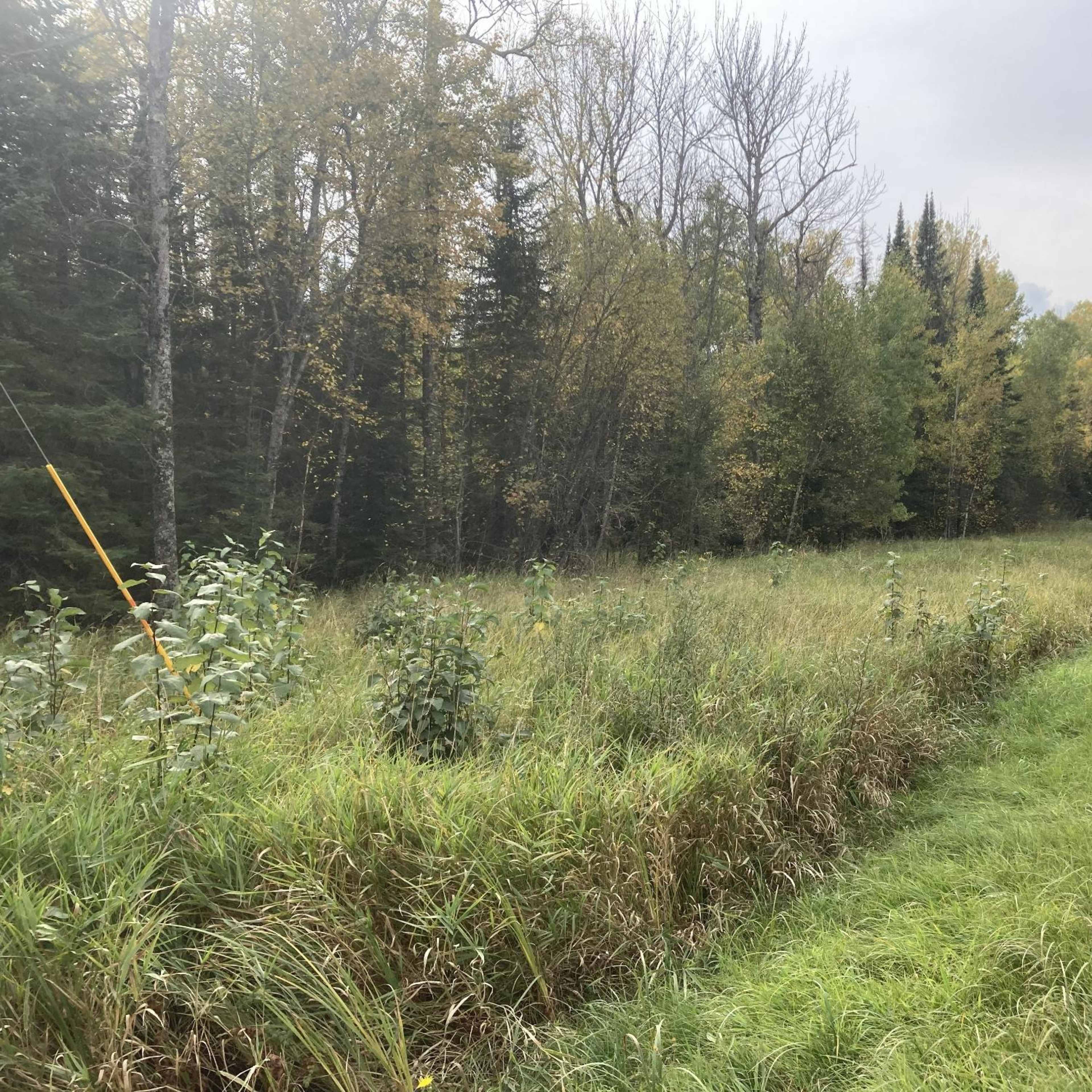 Little Turtle - Upland Bird
