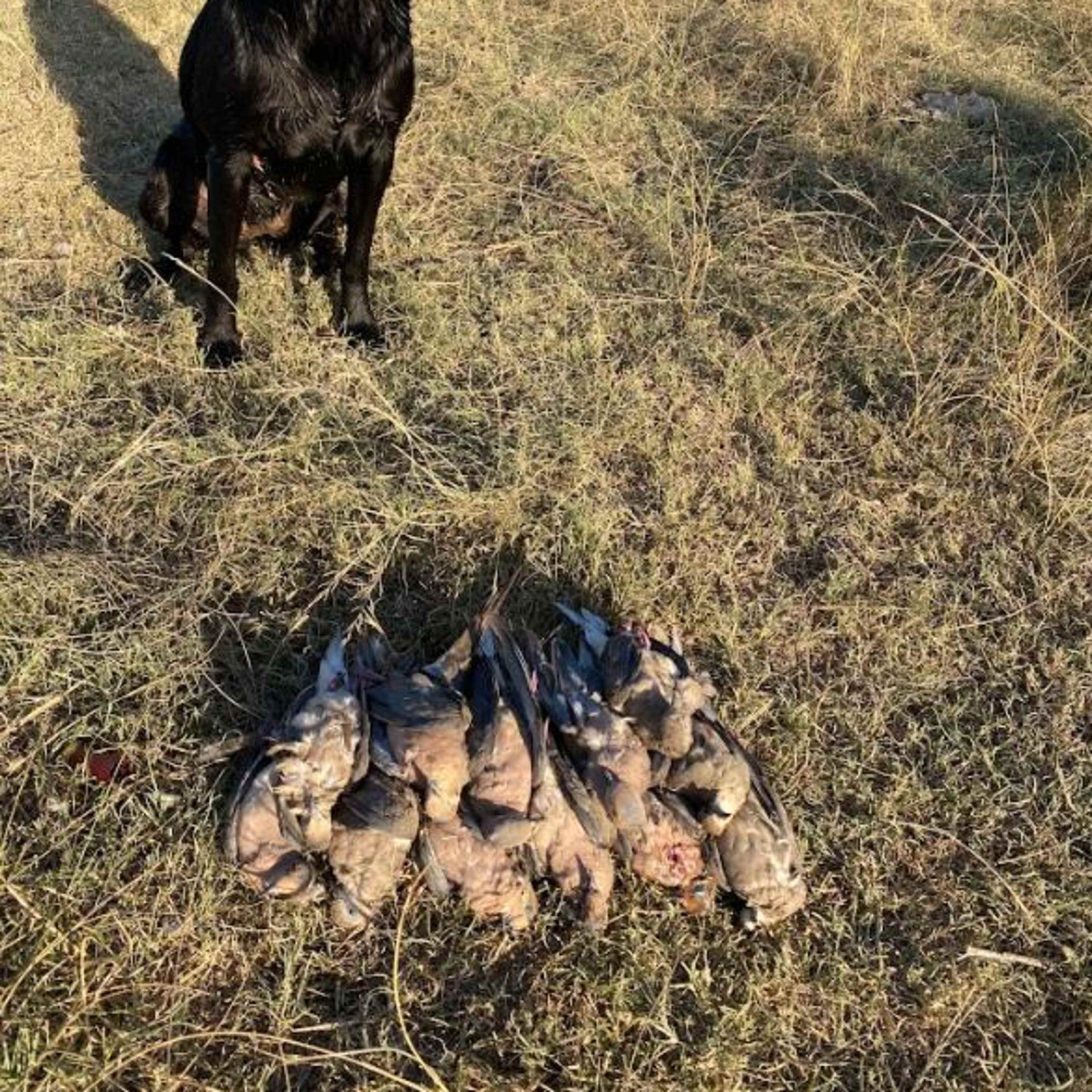 Bow and Barrel - Dove