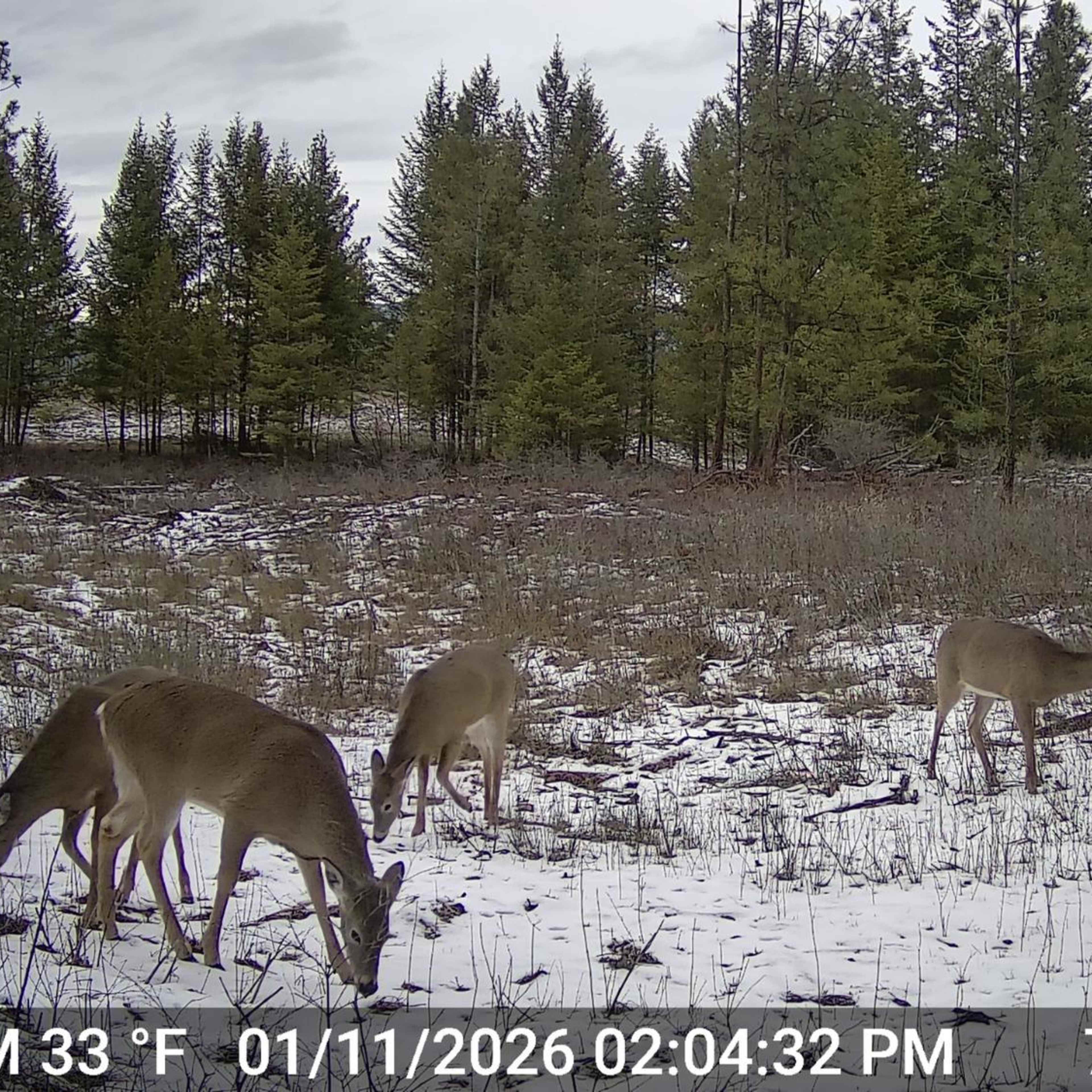 Stag Camp - Whitetail Doe