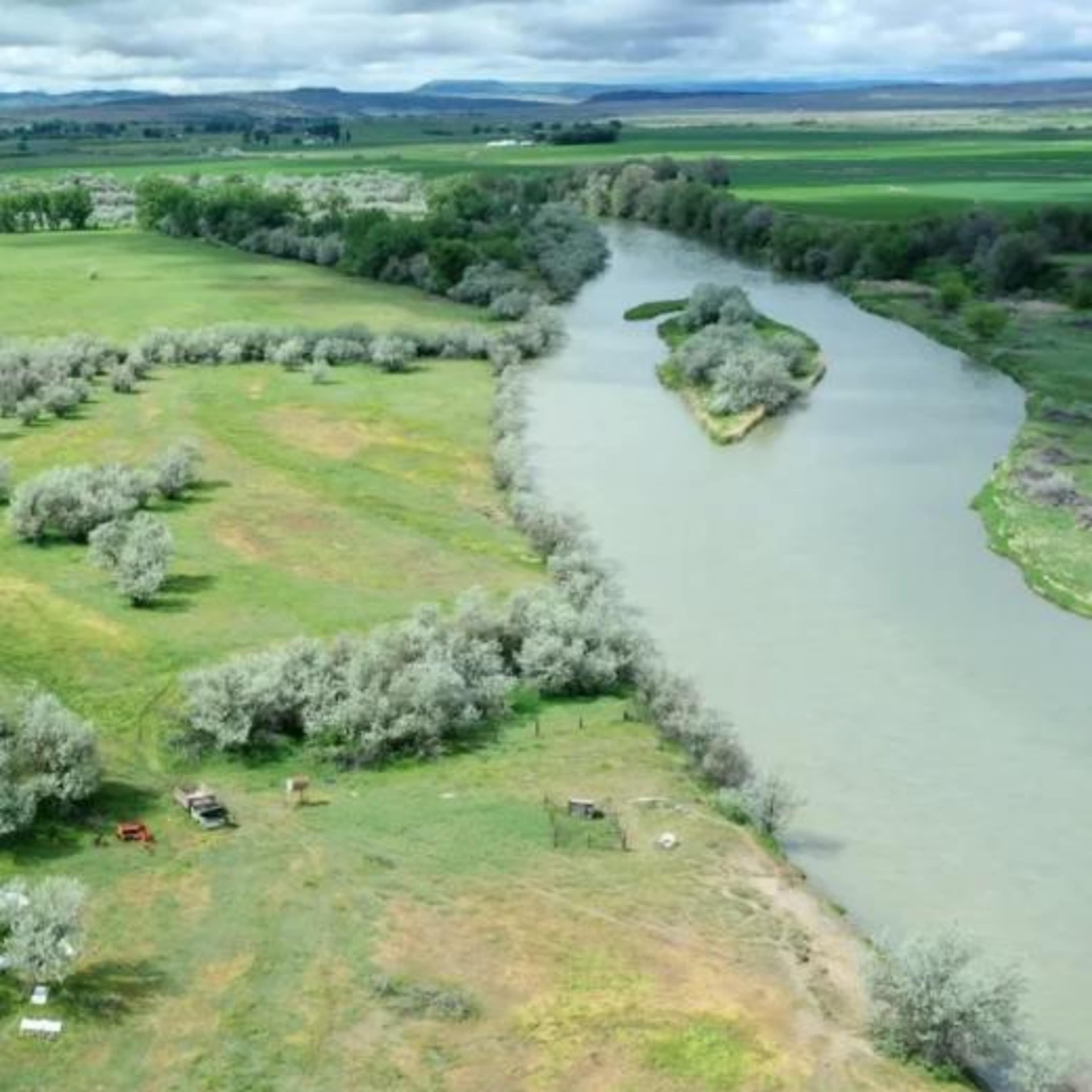 Bighorn Drakes - Turkey