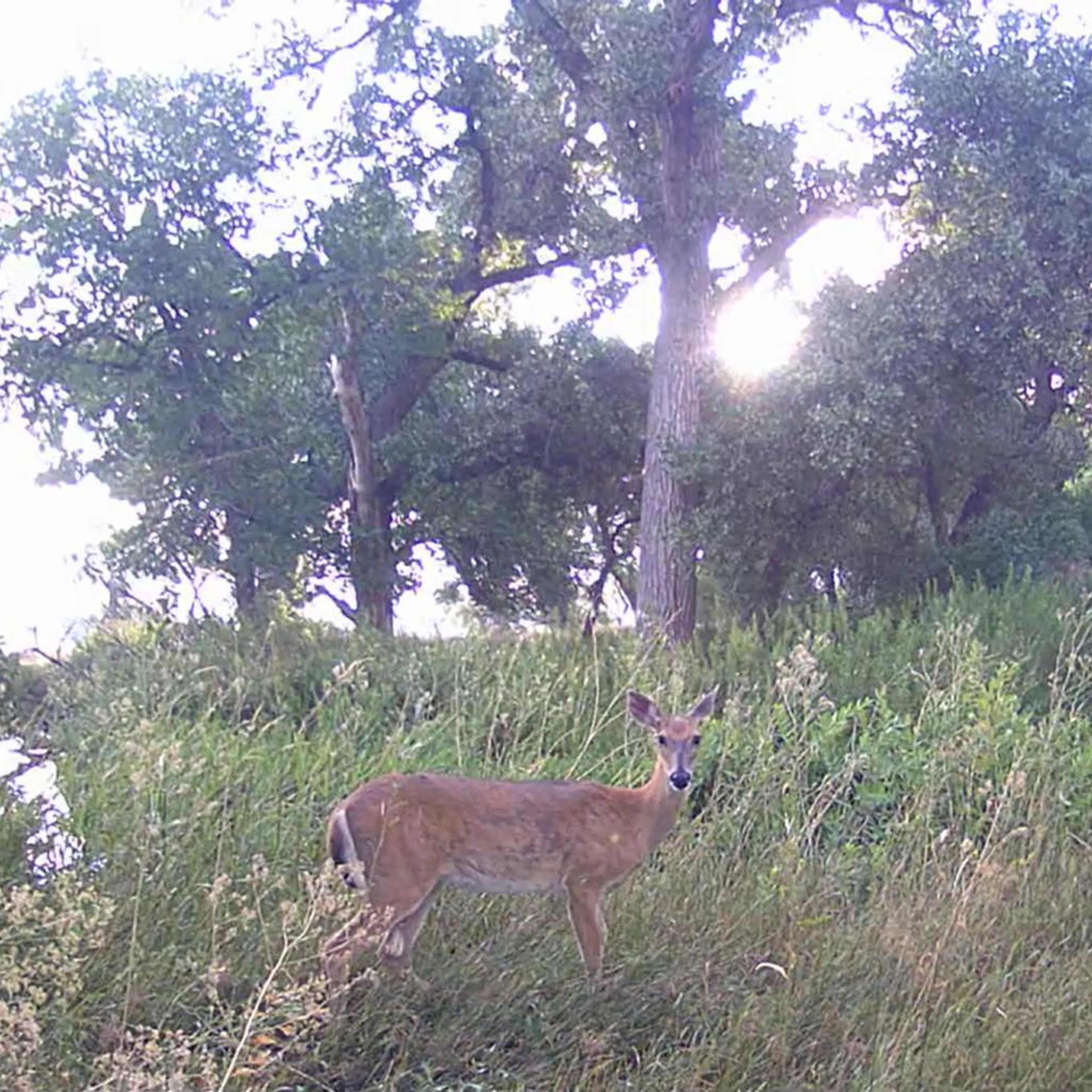 Arkansas Valley Doe - Whitetail