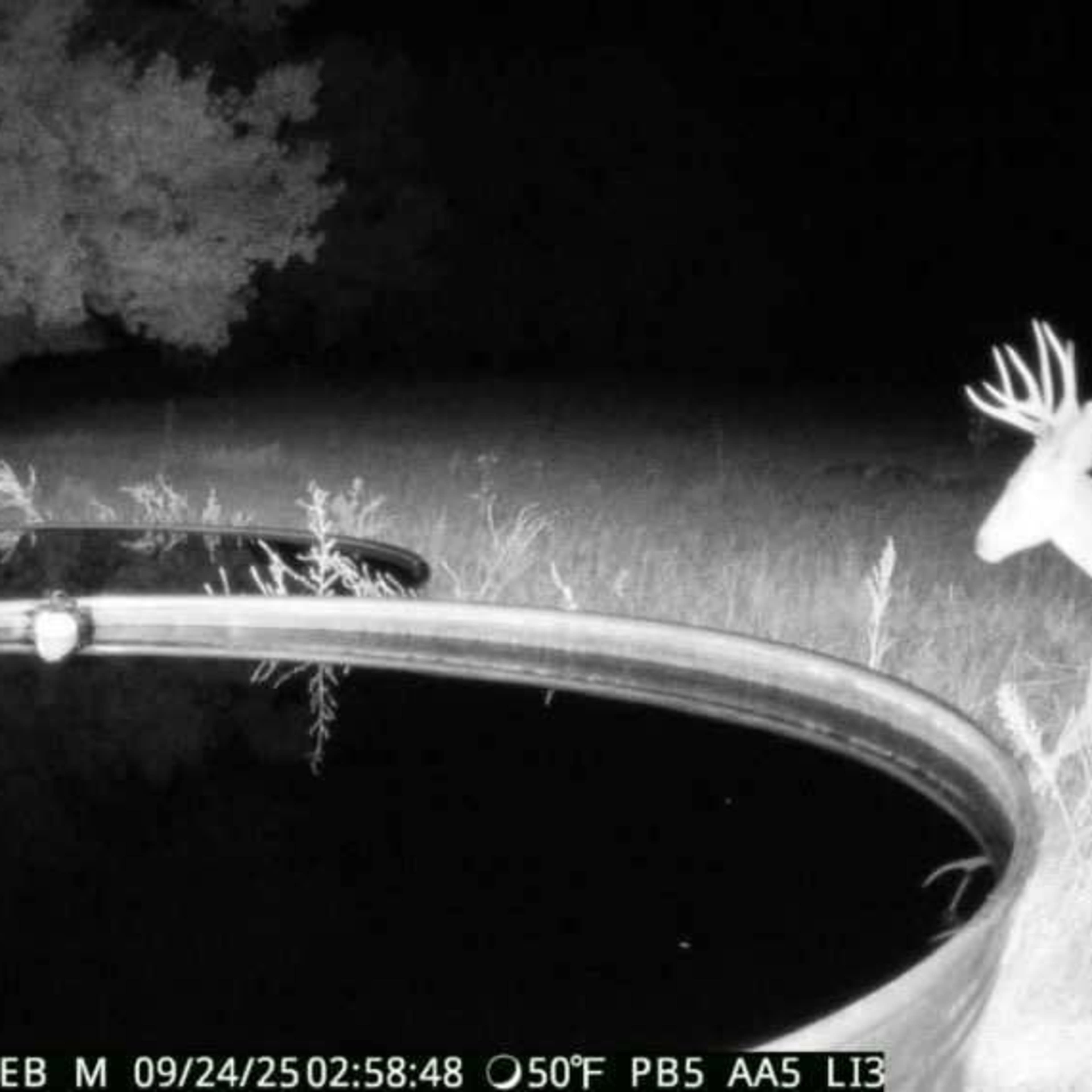 East Bijou - Mule Deer Buck