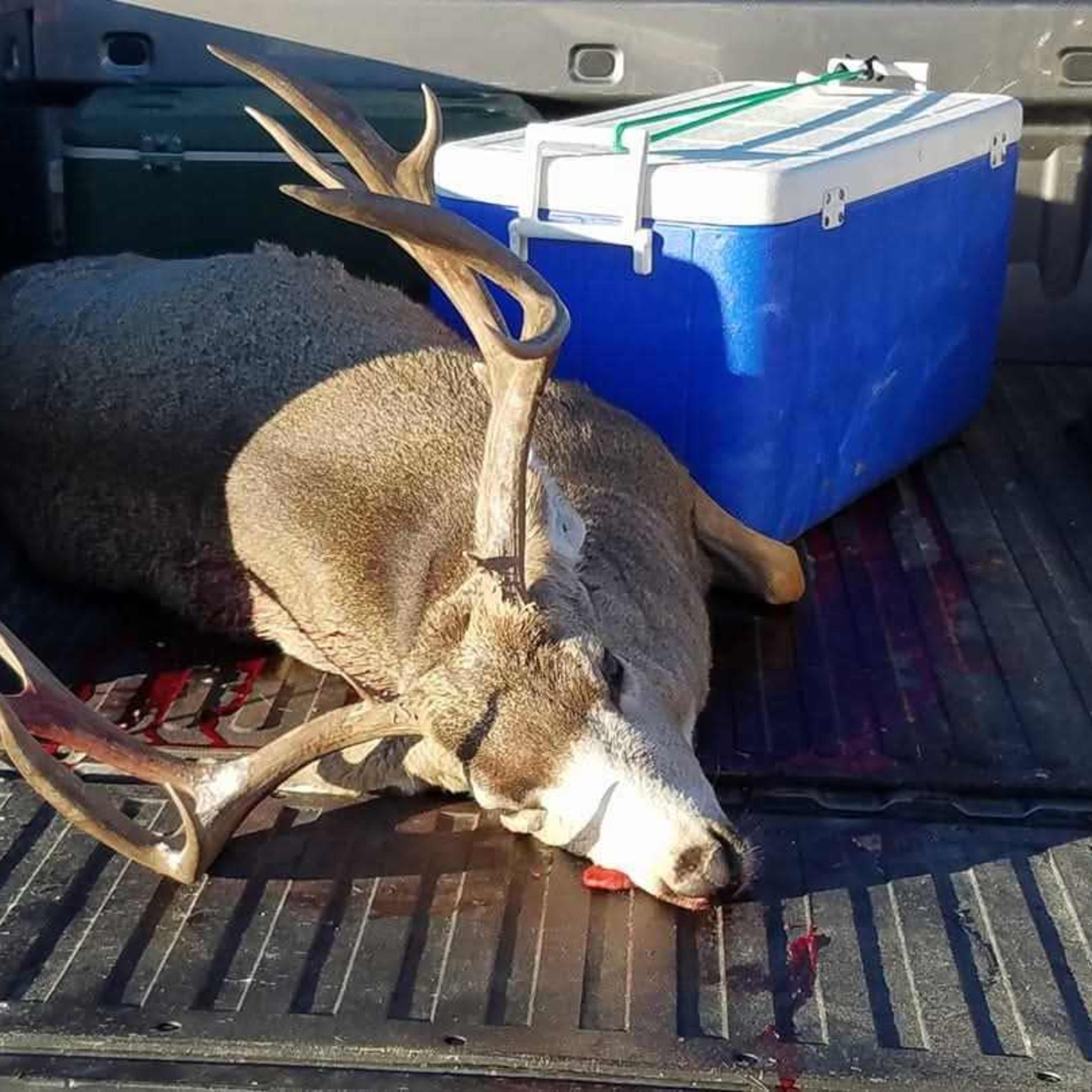 Maybell Migration -Either Species (2nd Rifle)