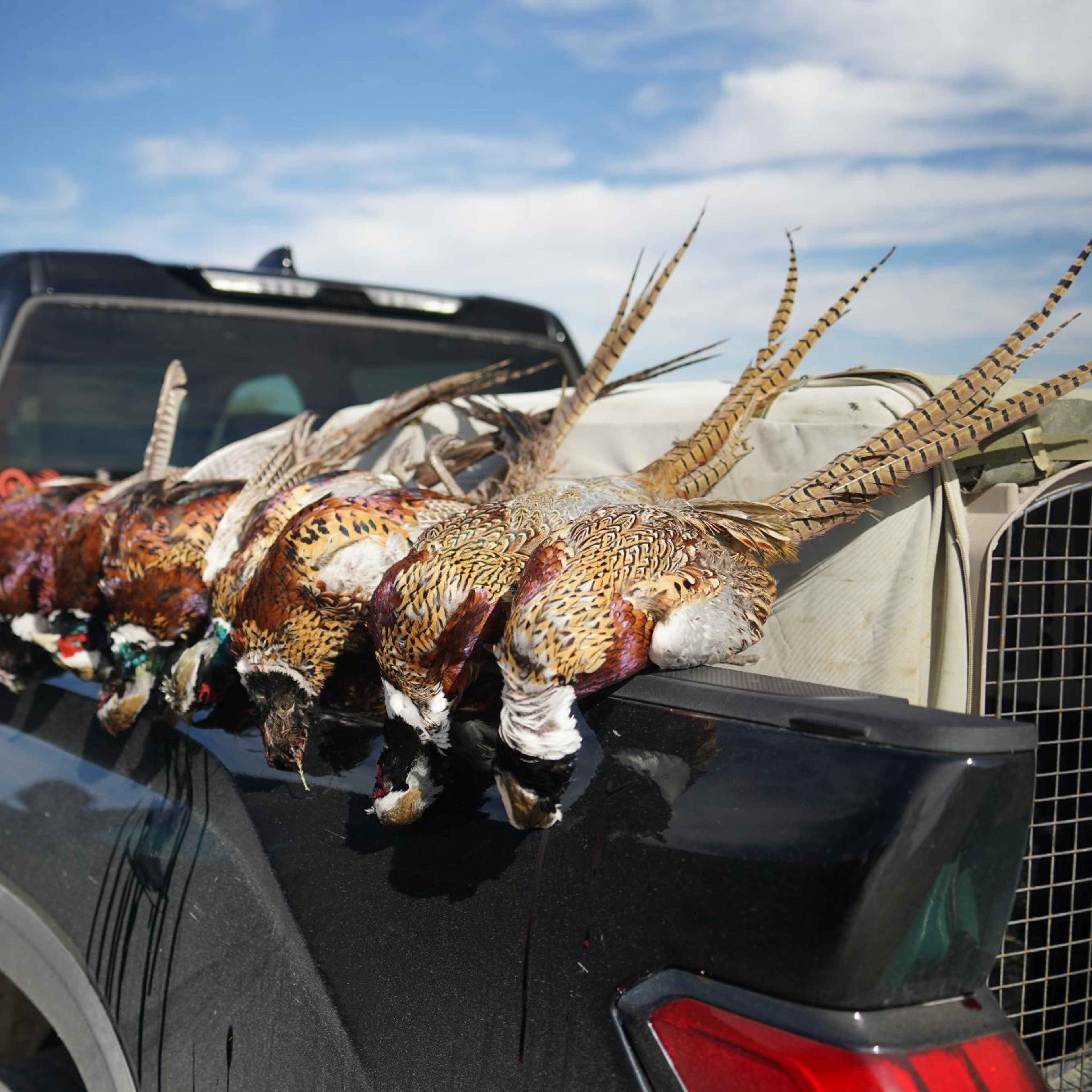 Walnut Home Farm - Pheasant and Quail