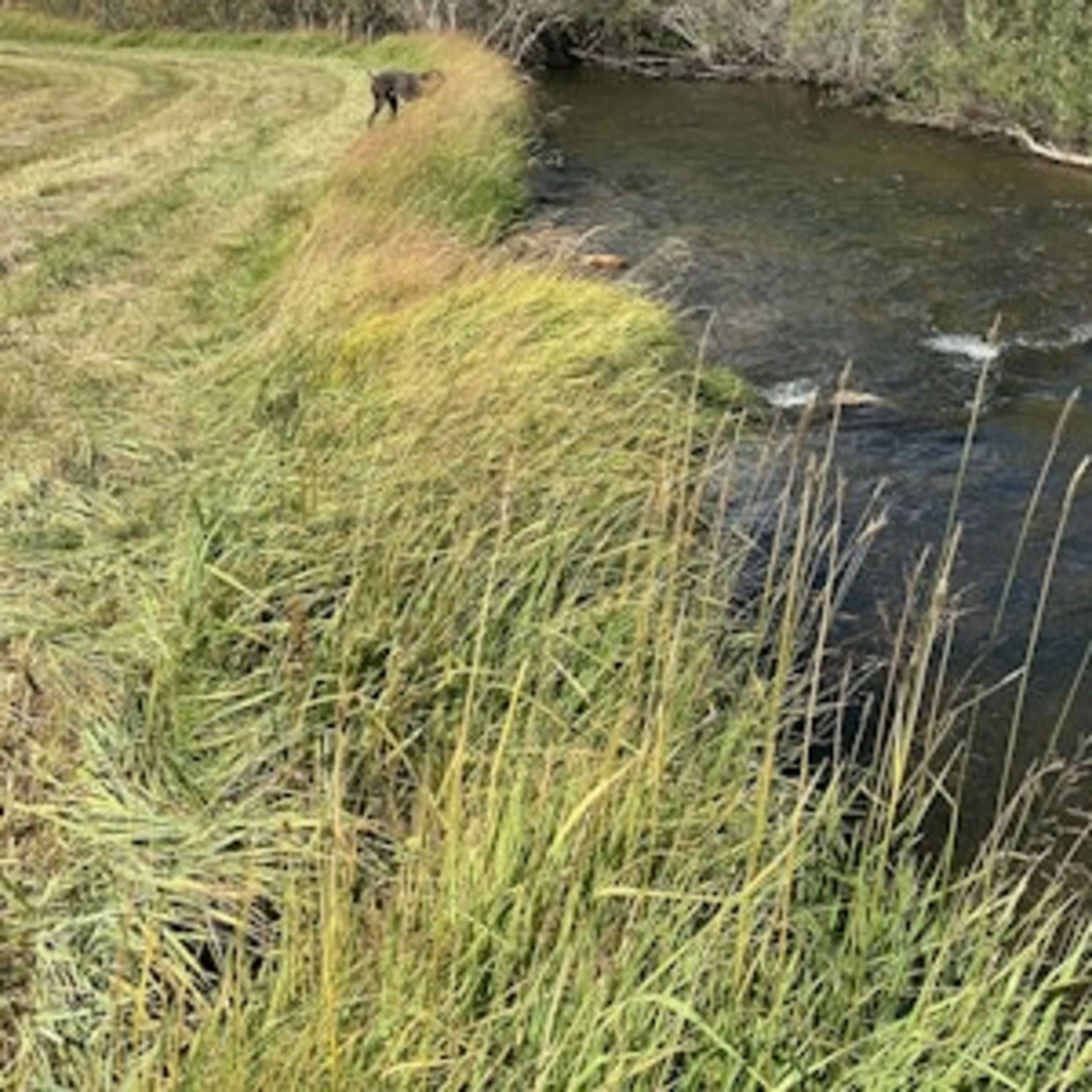 [RW] Cochetopa Creek