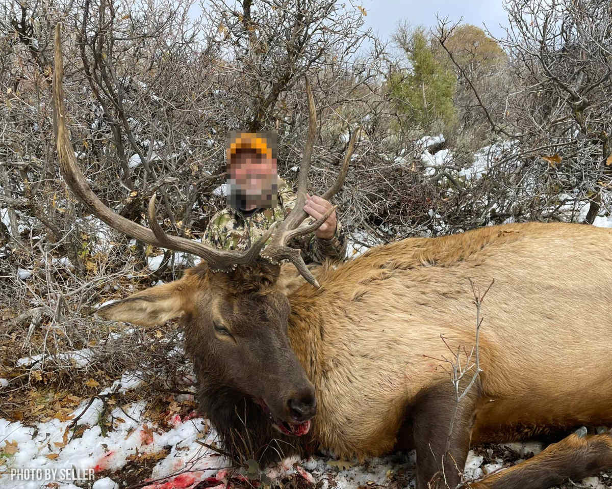property_data/8QBsrqgwKRbcMW4FbHEm/pictures/HogbackDraw_ELK3_LR_WM.jpeg