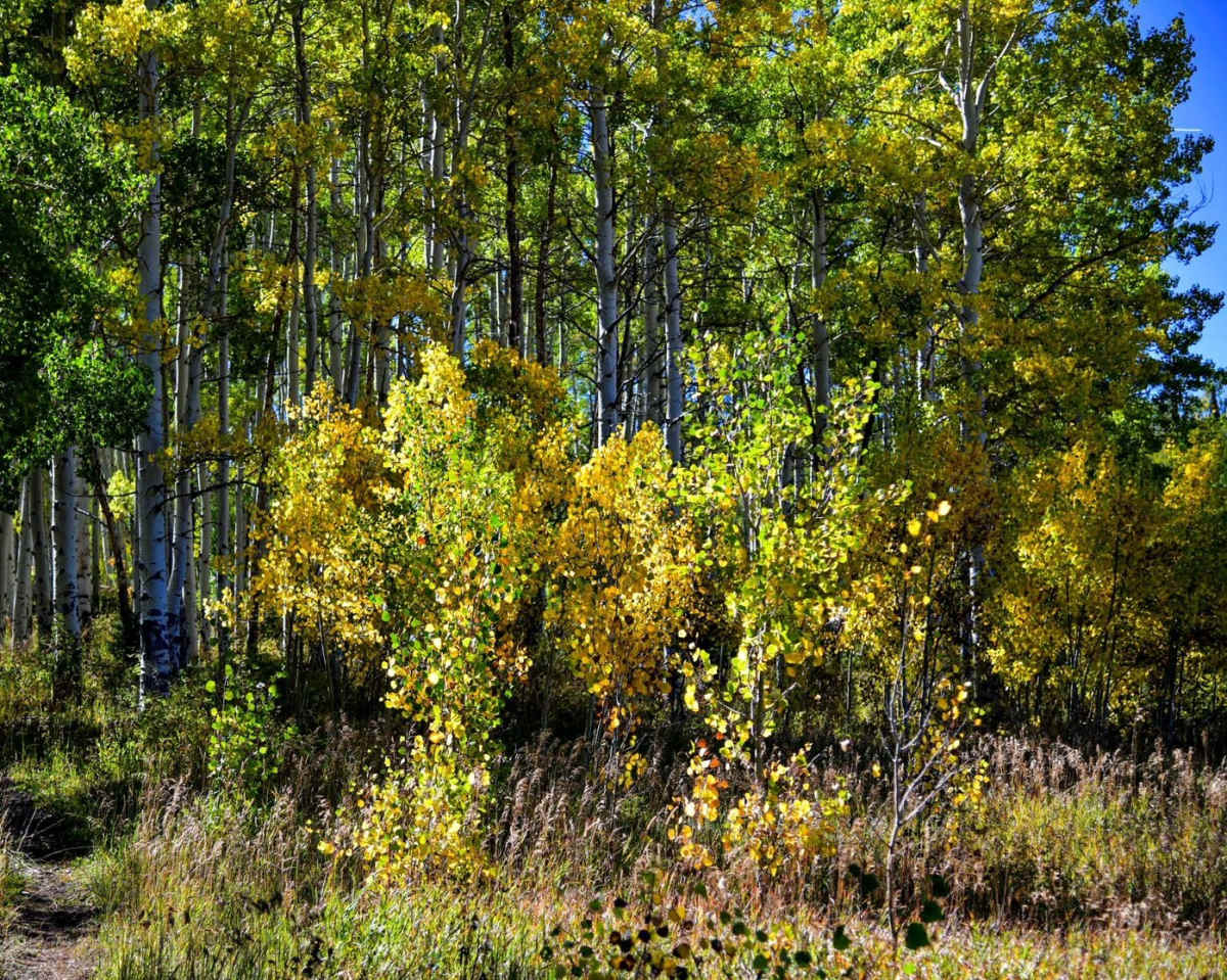 property_data/Dkk71PH6kTS3fMChecGw/pictures/Bull Creek (2).jpg