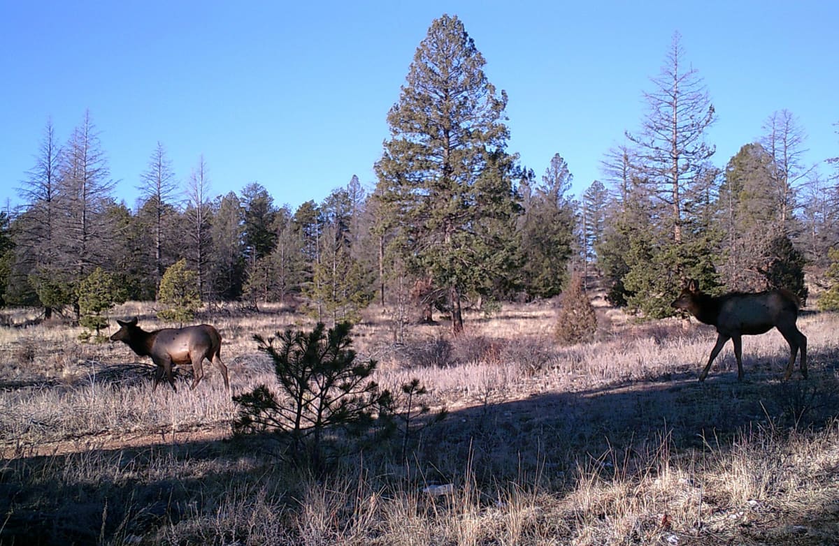 property_data/LIK0B44b9QsBsQ7djoll/pictures/ragsdale_elk.jpg