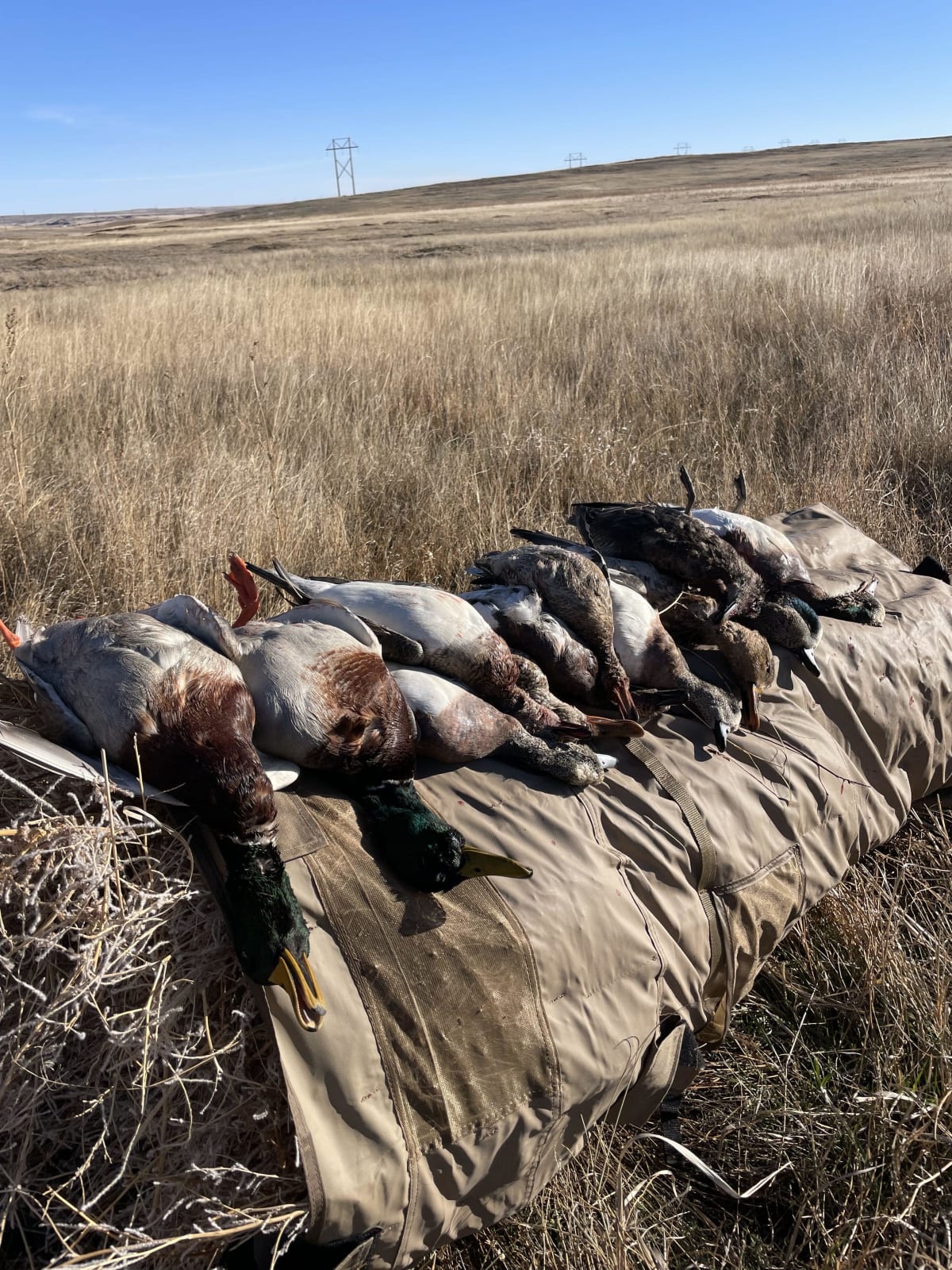 property_data/QJ9VkUPYMFnKEVKiSZIg/pictures/I-25 Waterfowl_20231112_1-min.jpg