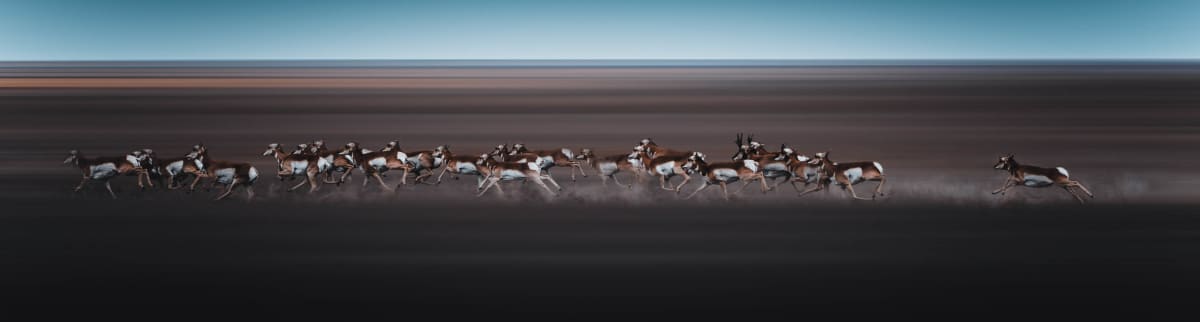 property_data/VpjKmijrsYPH8P78Nb0n/pictures/Running Pronghorn-1.jpg
