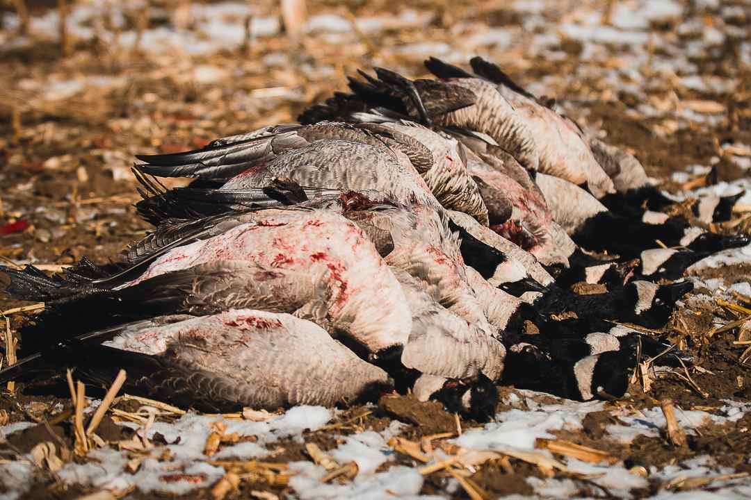 property_data/dcSsh4ZaqYEzbkSkNE11/pictures/20191123-Goose Opener 2019-32 (1).jpg