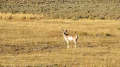 property_data/eqWtwosel9Qwq44hKQOs/pictures/Bovina Ranch Antelope.jpg