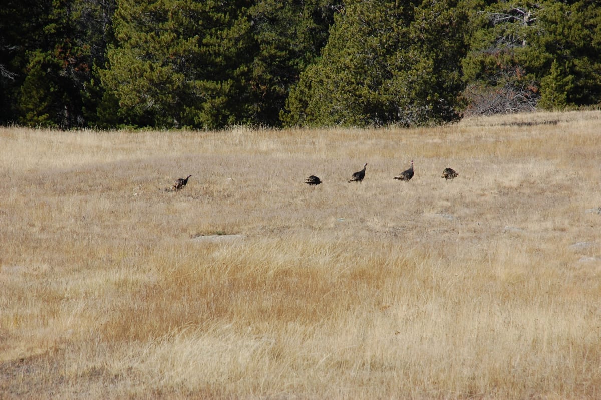 property_data/rtv76KCwnLZkW3ujsuDc/pictures/DSC_0834 Turkeys 10-25-13.JPG