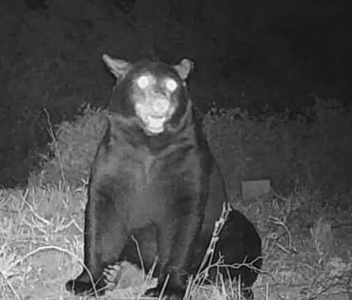 VR Hermit Rock - Bear