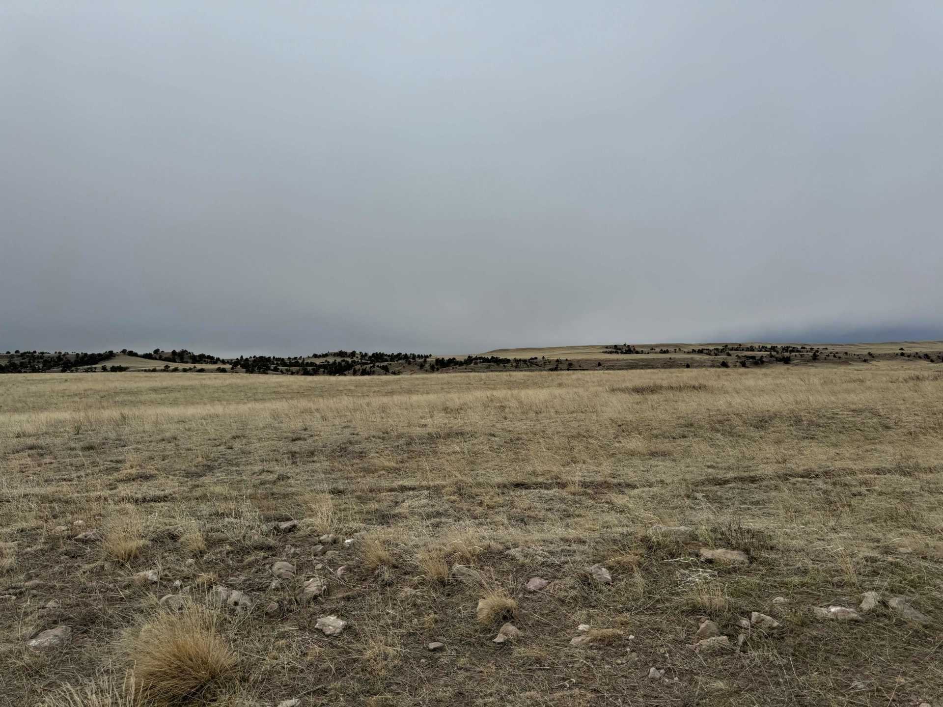 Chalk Bluffs Colorado - Mule Deer