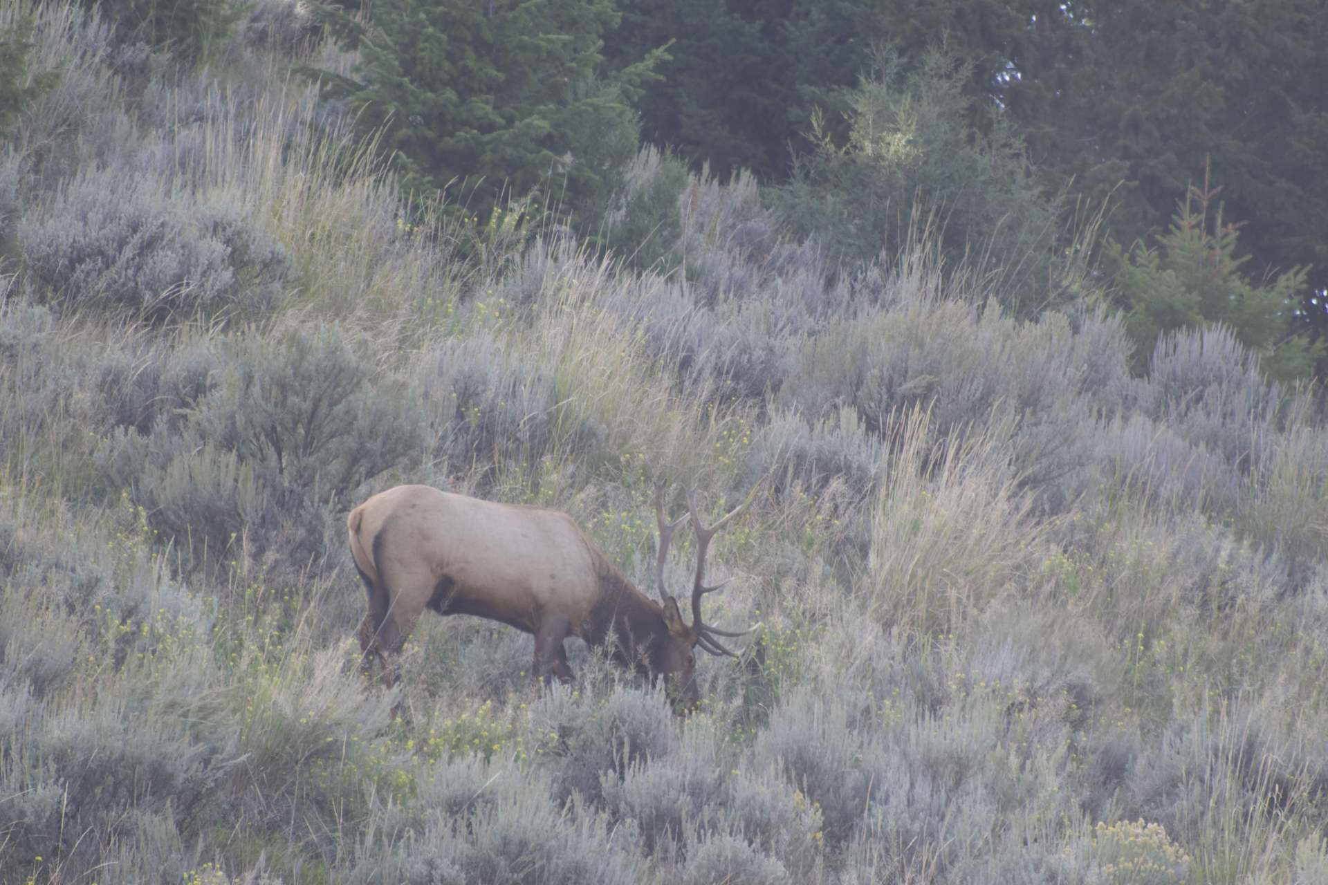 VR Hermit Rock - Elk