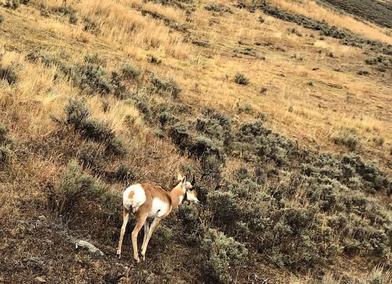 Moffet Road - Pronghorn Doe