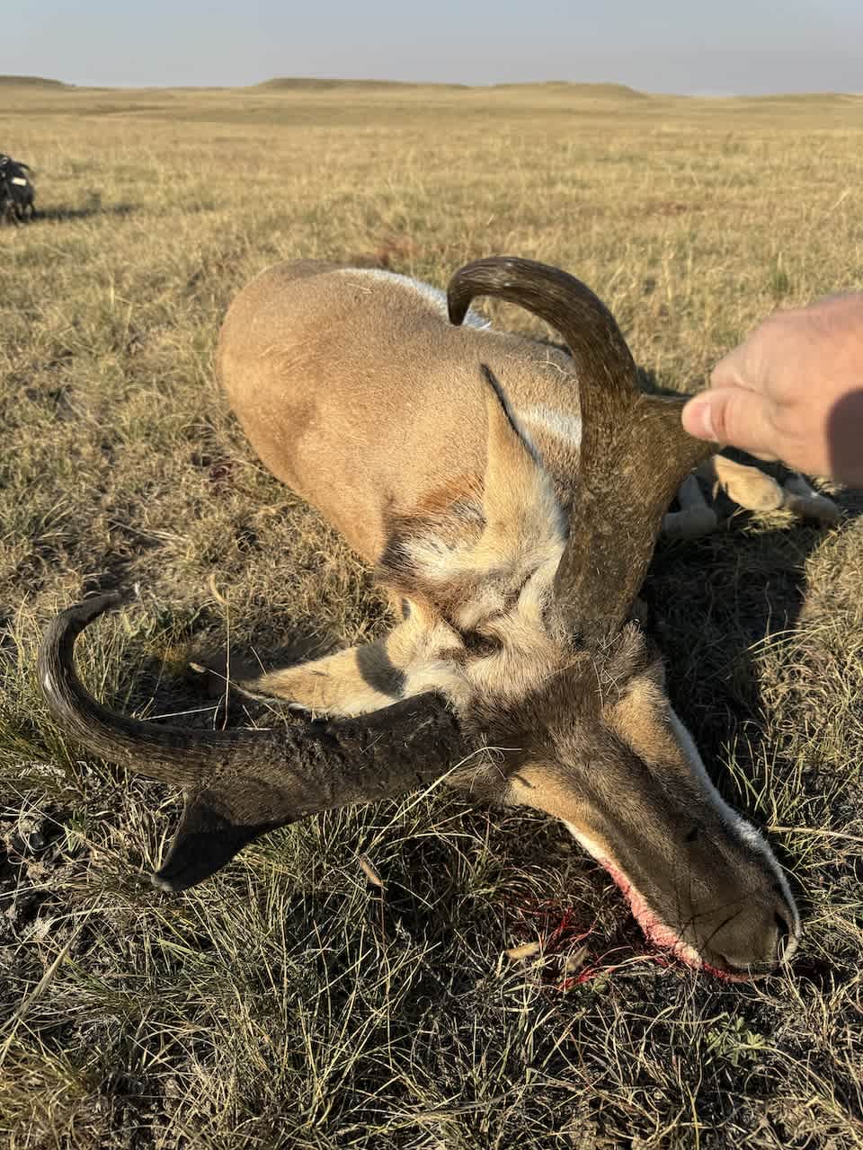Chalk Bluffs Colorado - Pronghorn