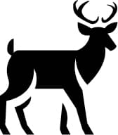Wyoming Hill - Mule Deer