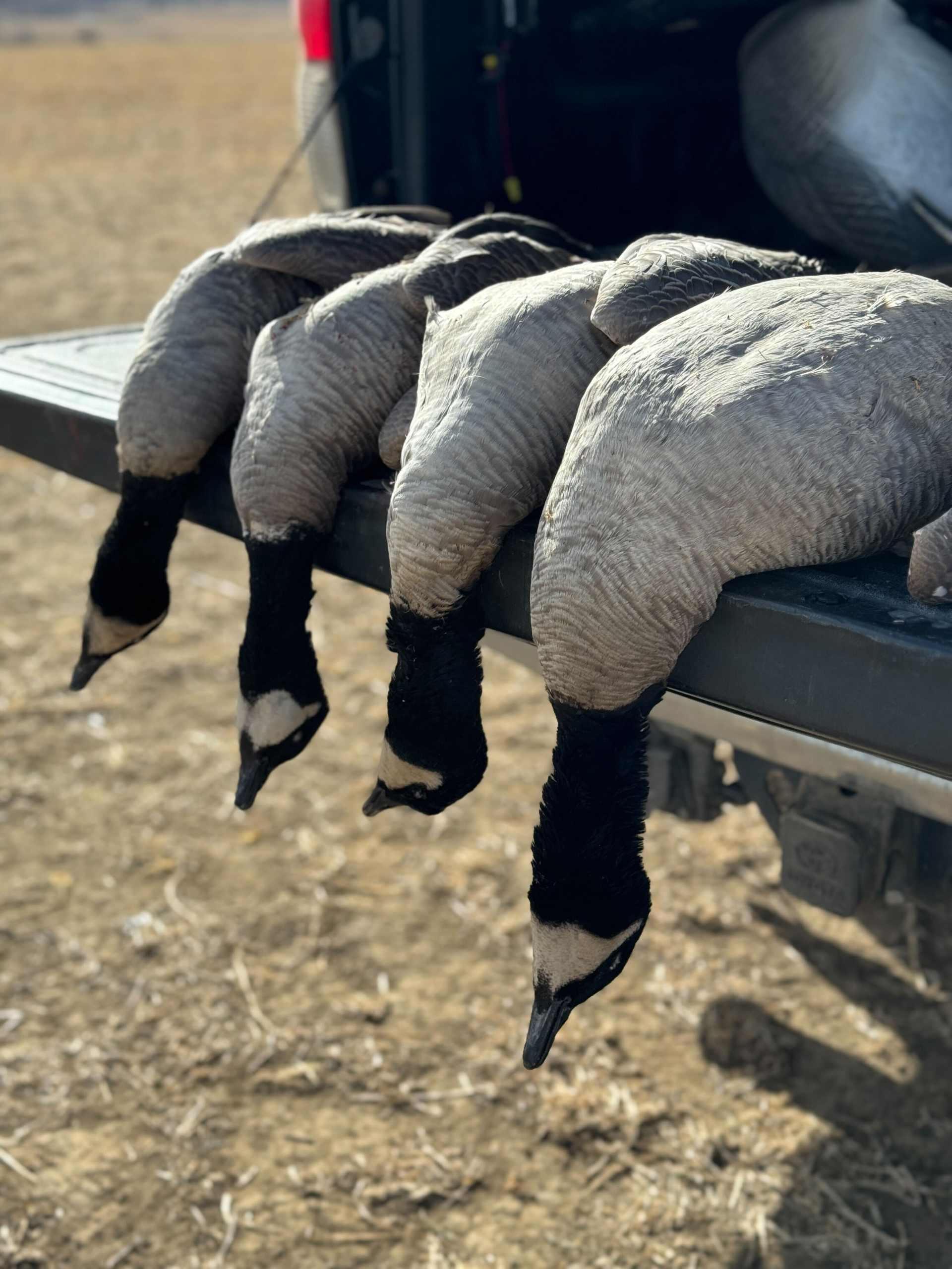 Wheatland Wings - Layout